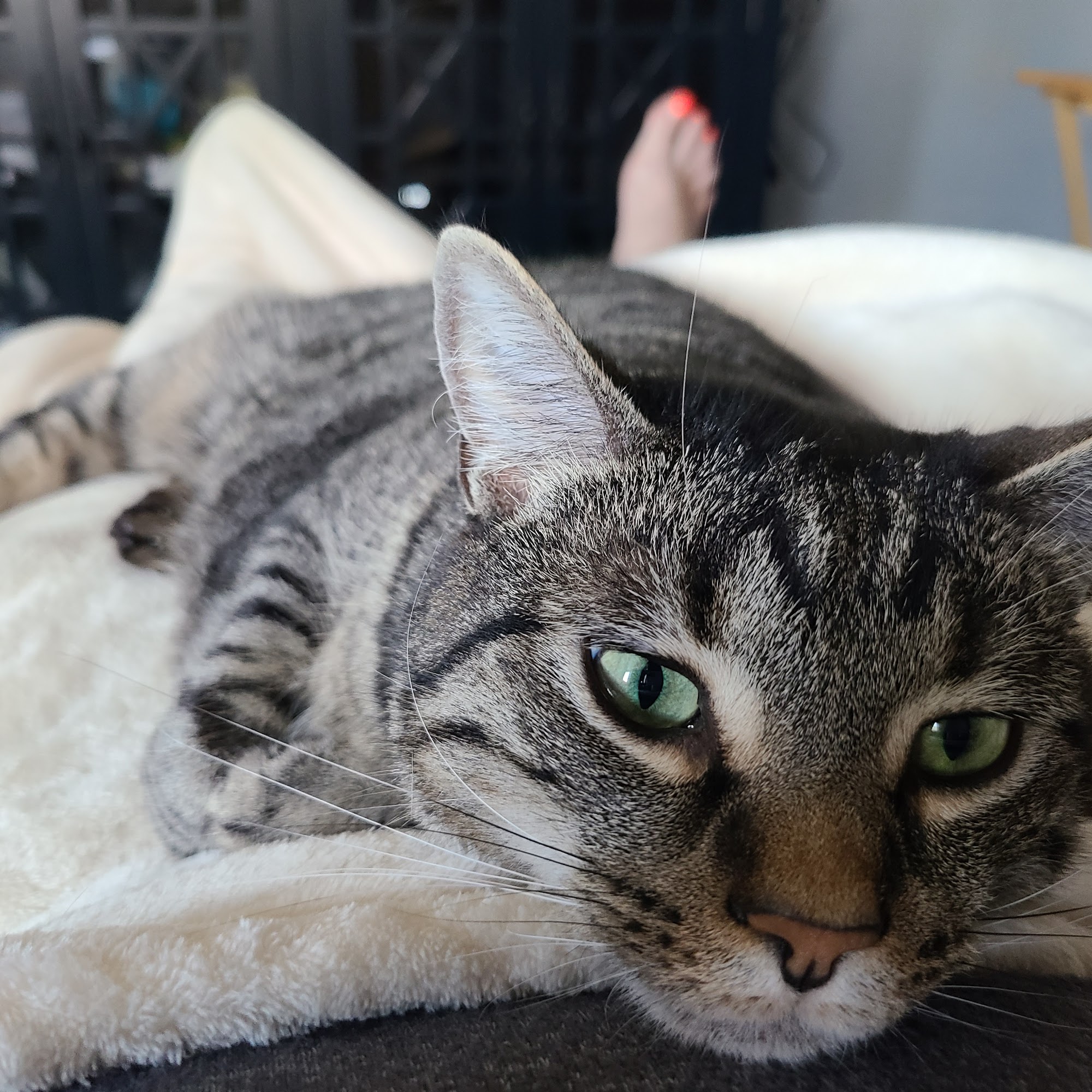 Animal Veterinary Center: Shultz, Teri DVM Bear