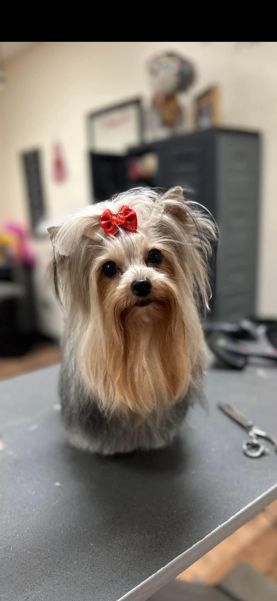 Robin's Pet Grooming Bridgeville