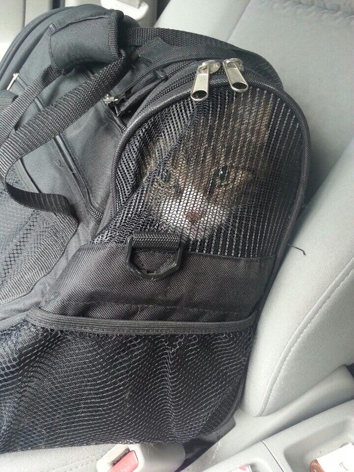 Four Paws Animal Hospital Bridgeville