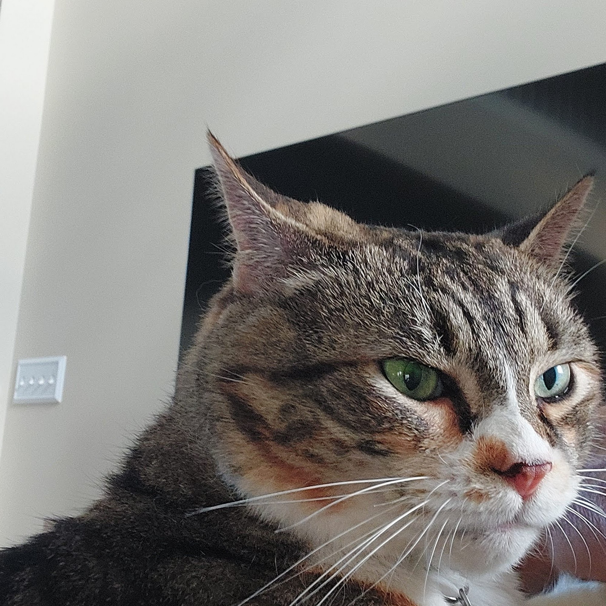 Four Paws Animal Hospital Bridgeville