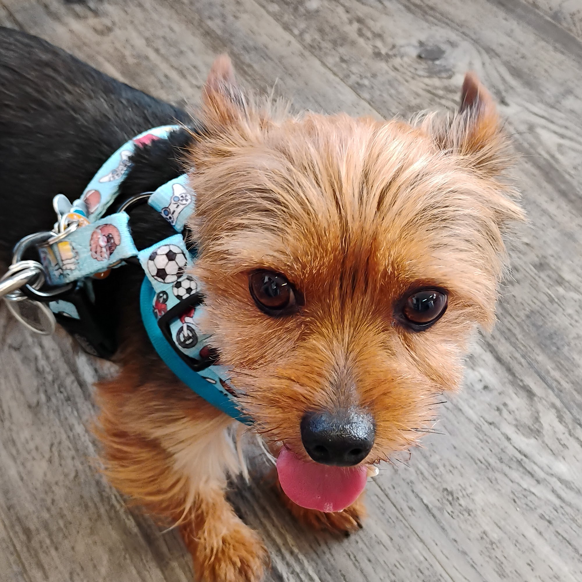 Pet Medical Center Delmar