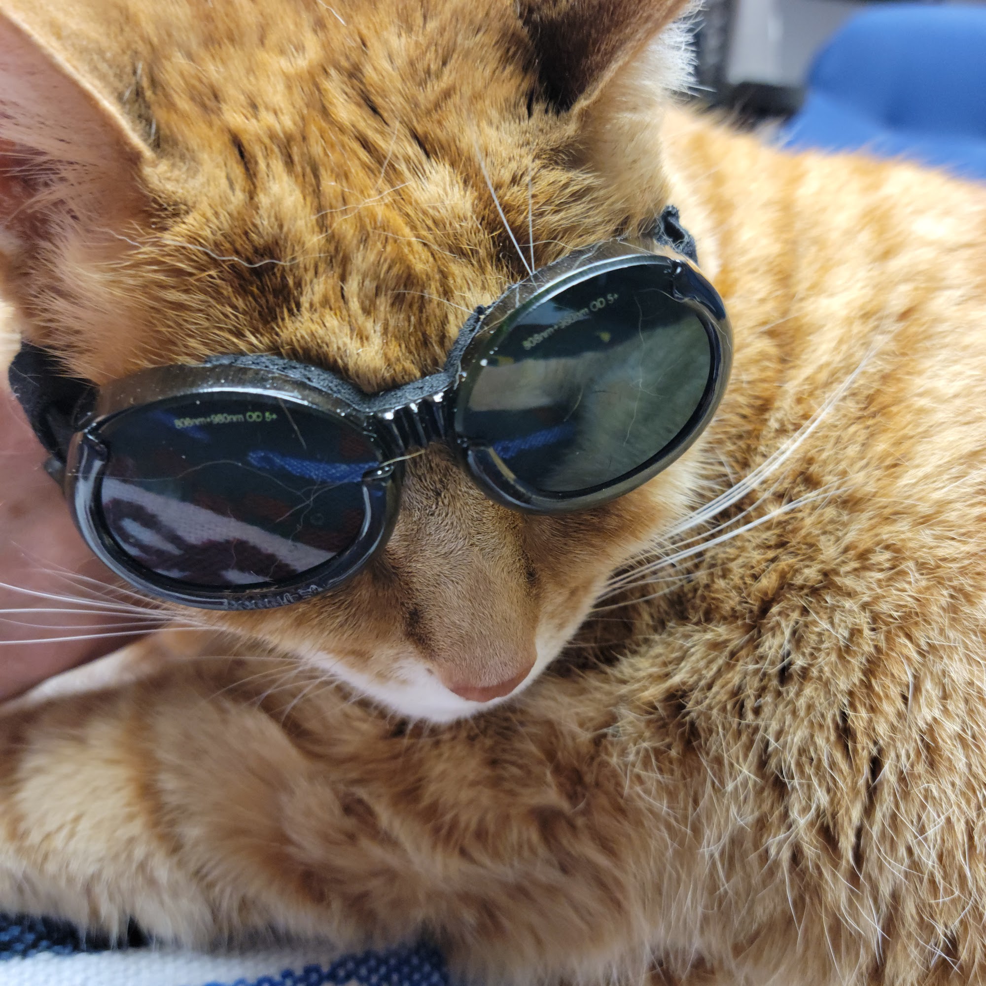 Peninsula Animal Hospital Delmar