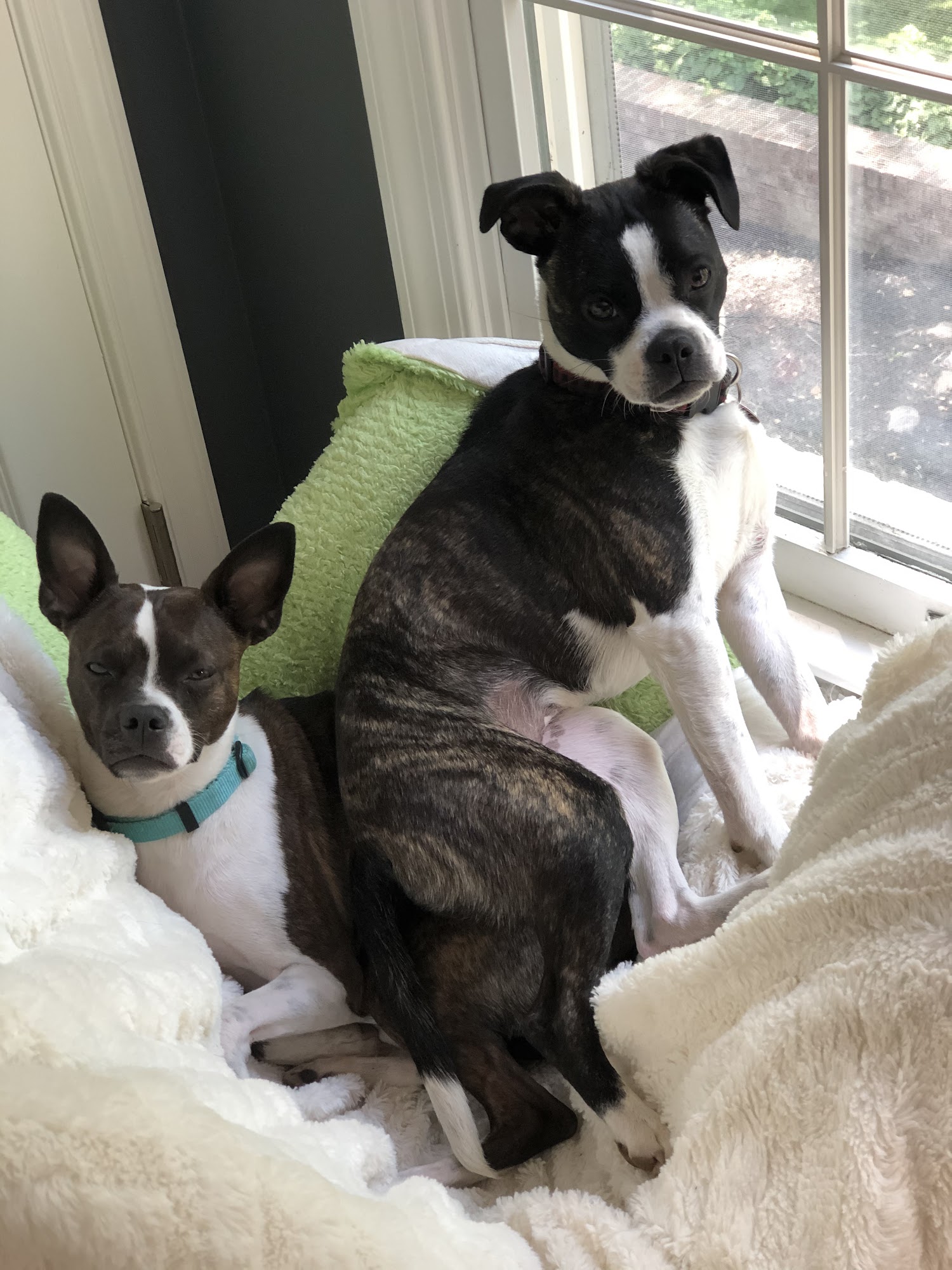 Jungle Jim's Total Pet Care Dewey Beach