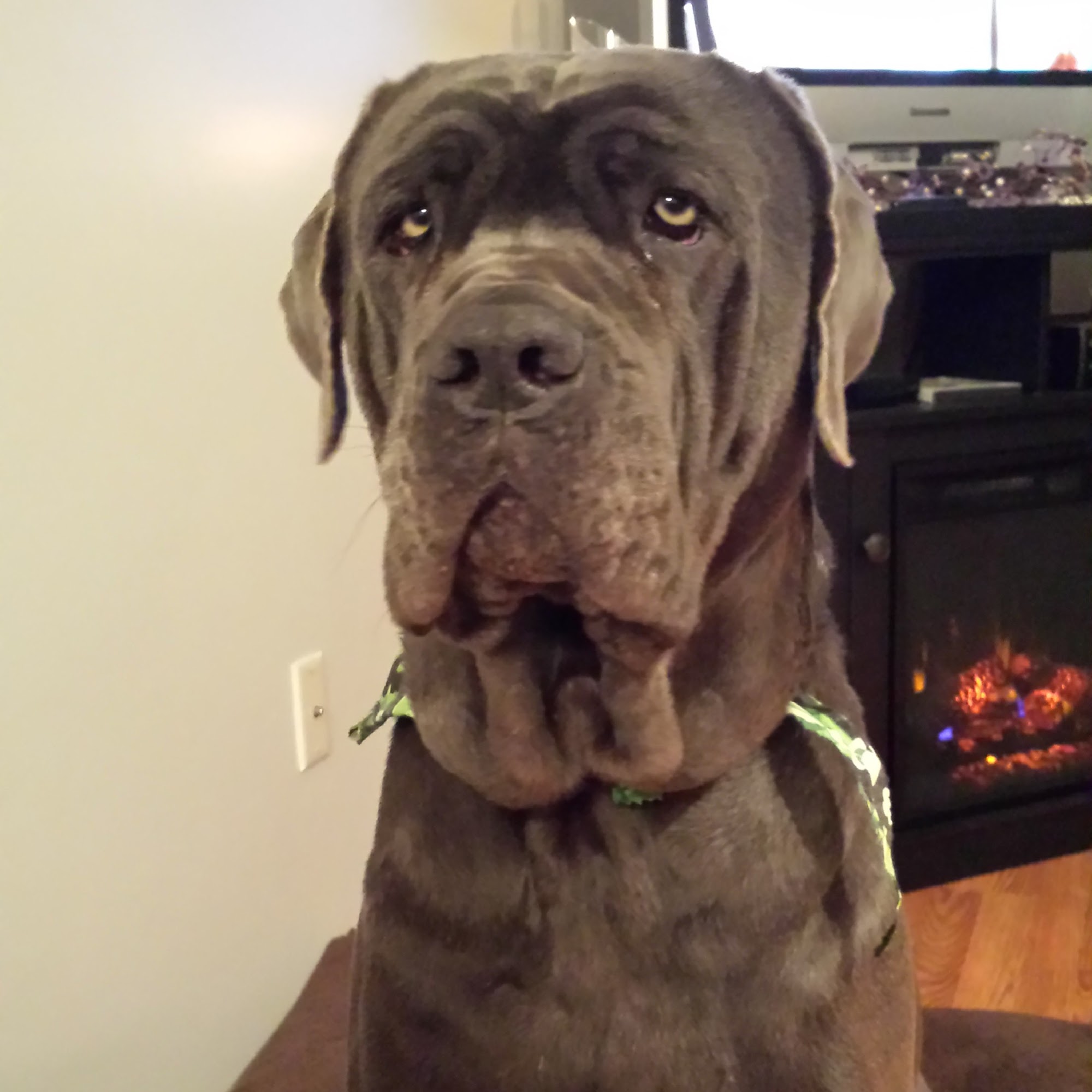 VCA Dover Animal Hospital Dover