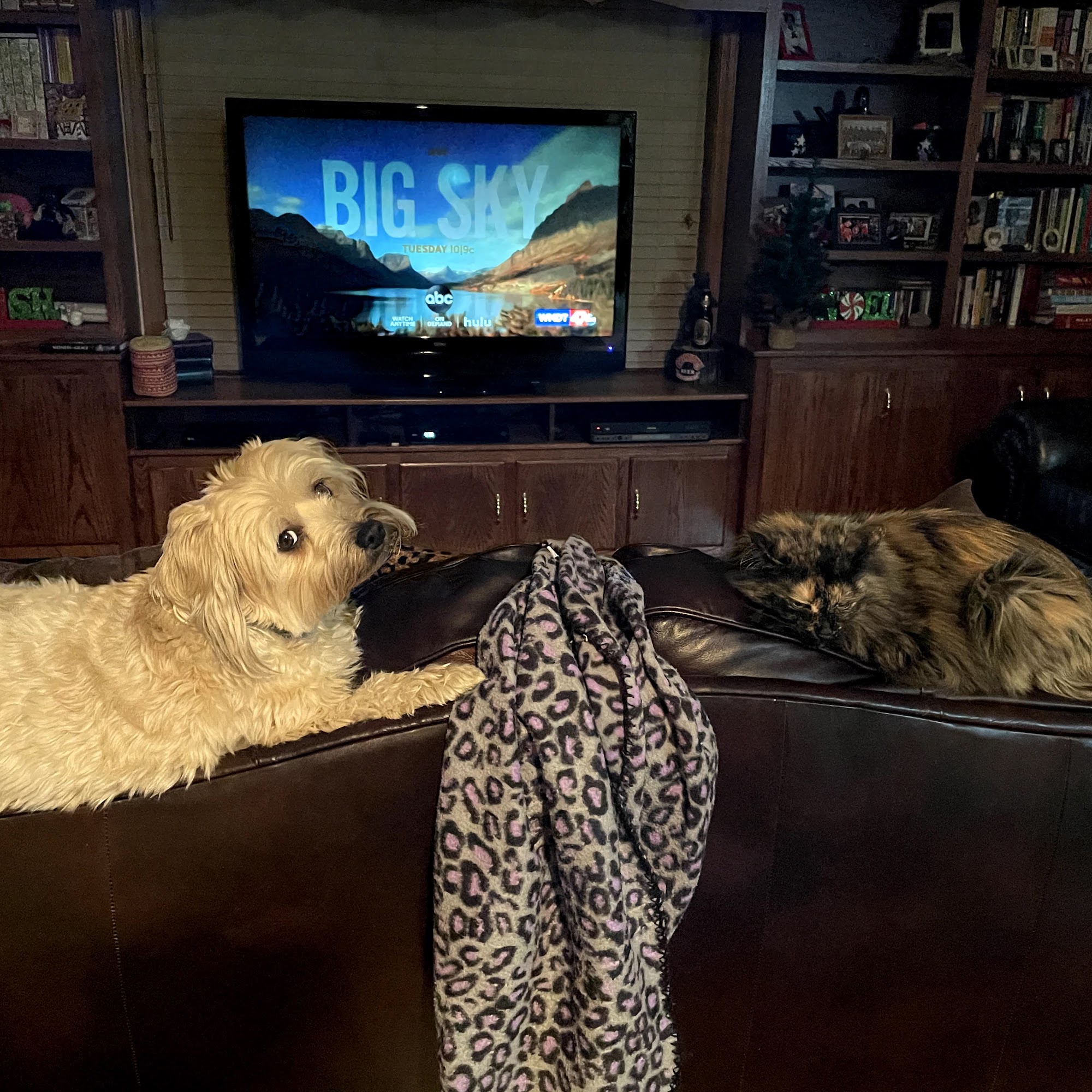 Brenford South Animal Clinic Dover