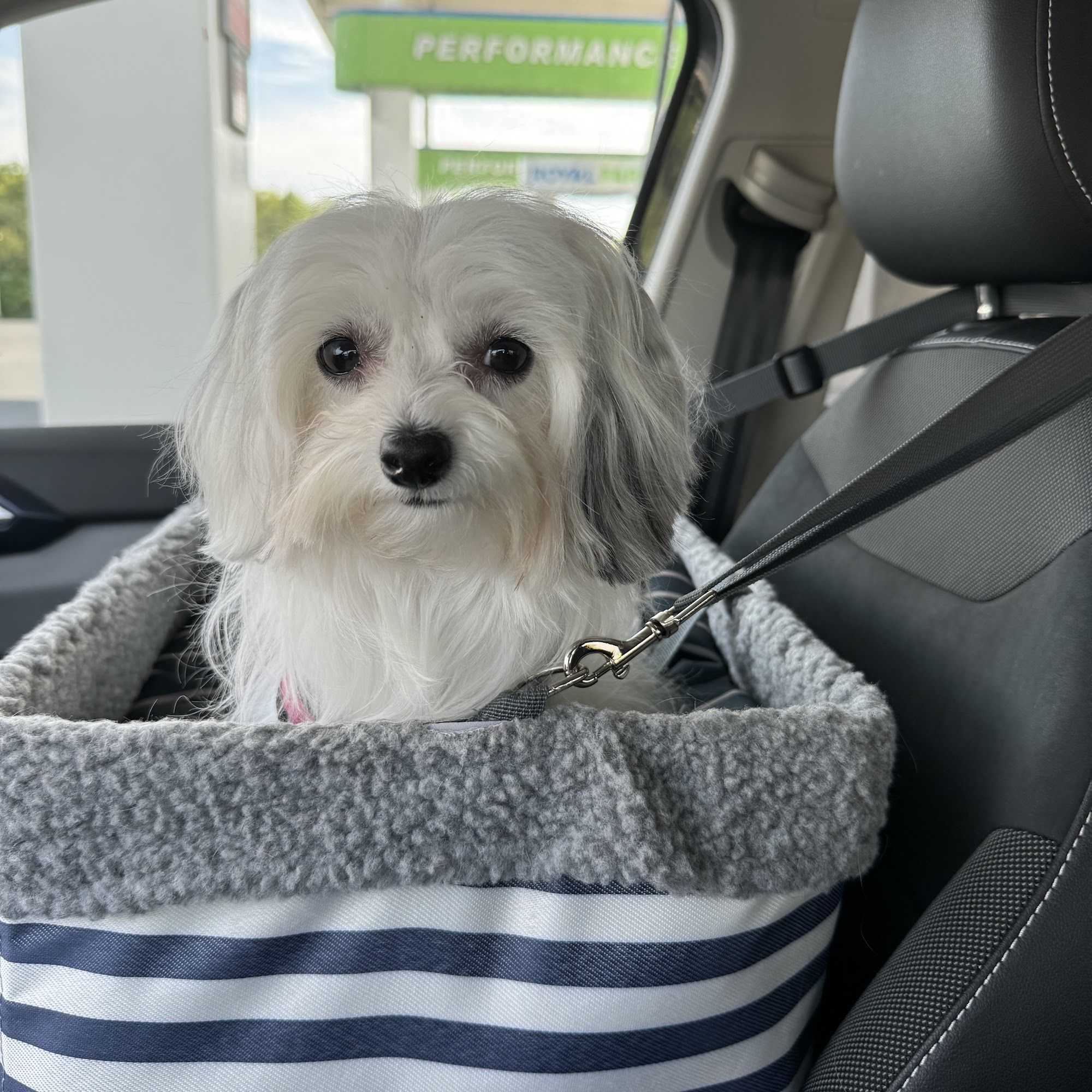 Governors Avenue Animal Hospital Dover