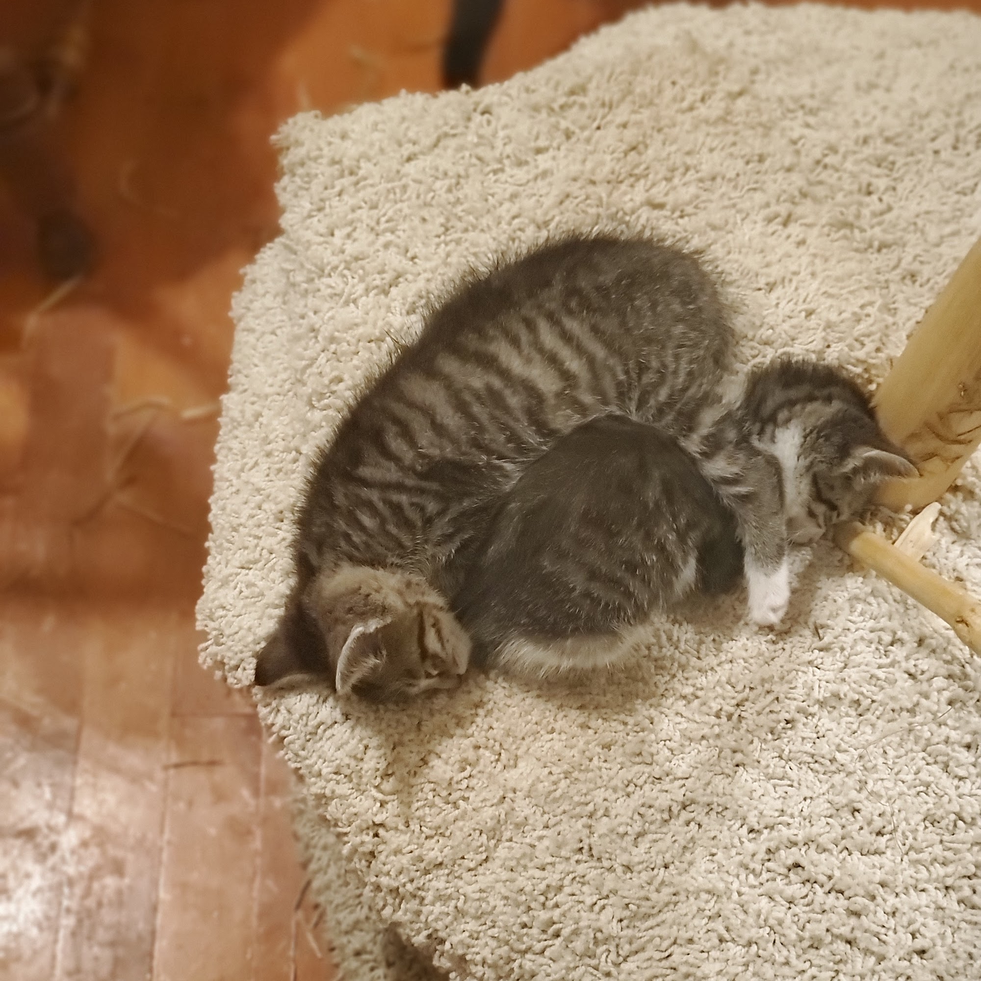 Governor's Avenue Animal Hospital: Foor James C DVM Dover