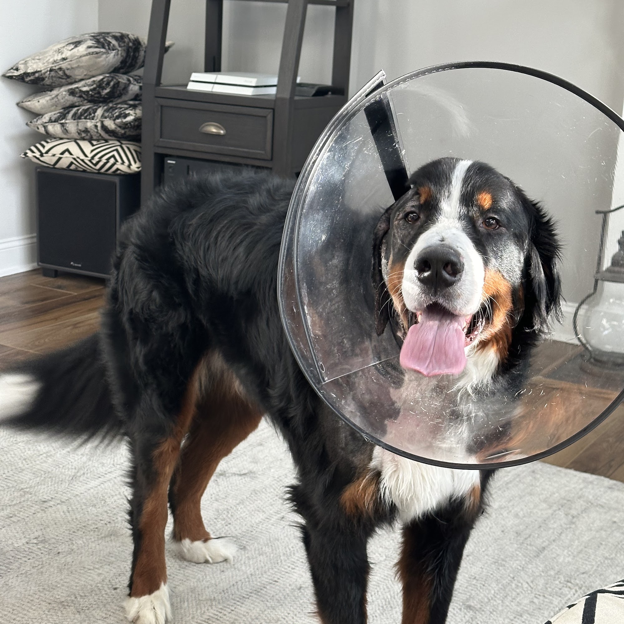 Delmarva Animal Emergency Center Dover