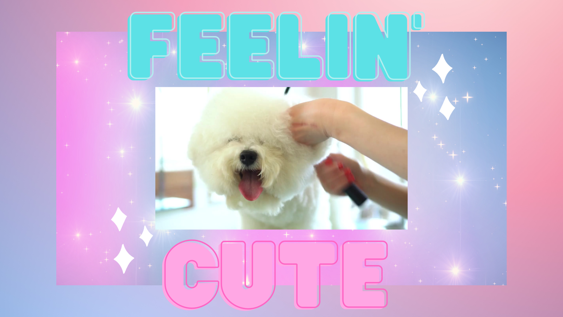 Diamonds Place Dog Grooming Dover