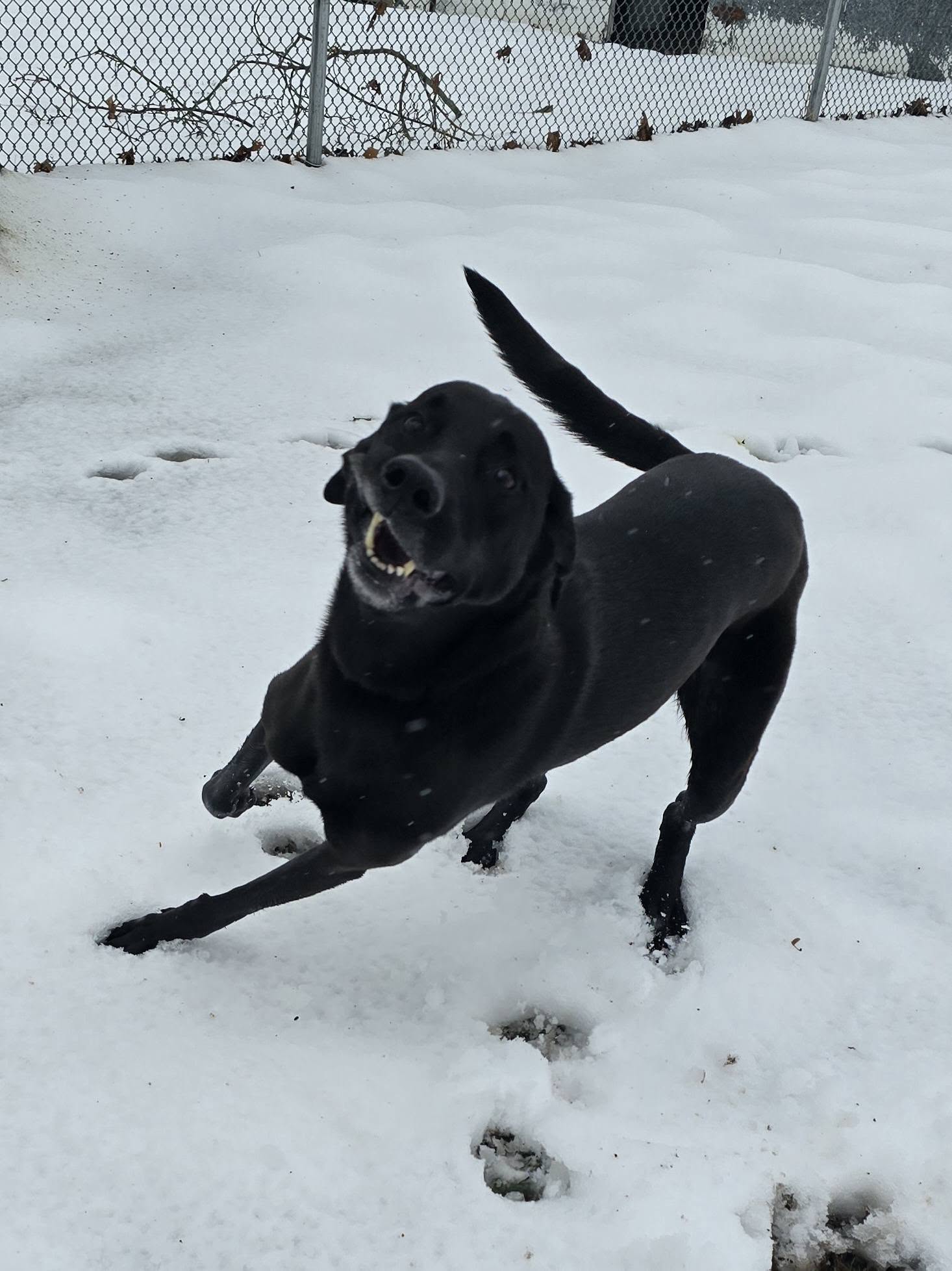 Bed & Biscuit Kennels Frankford