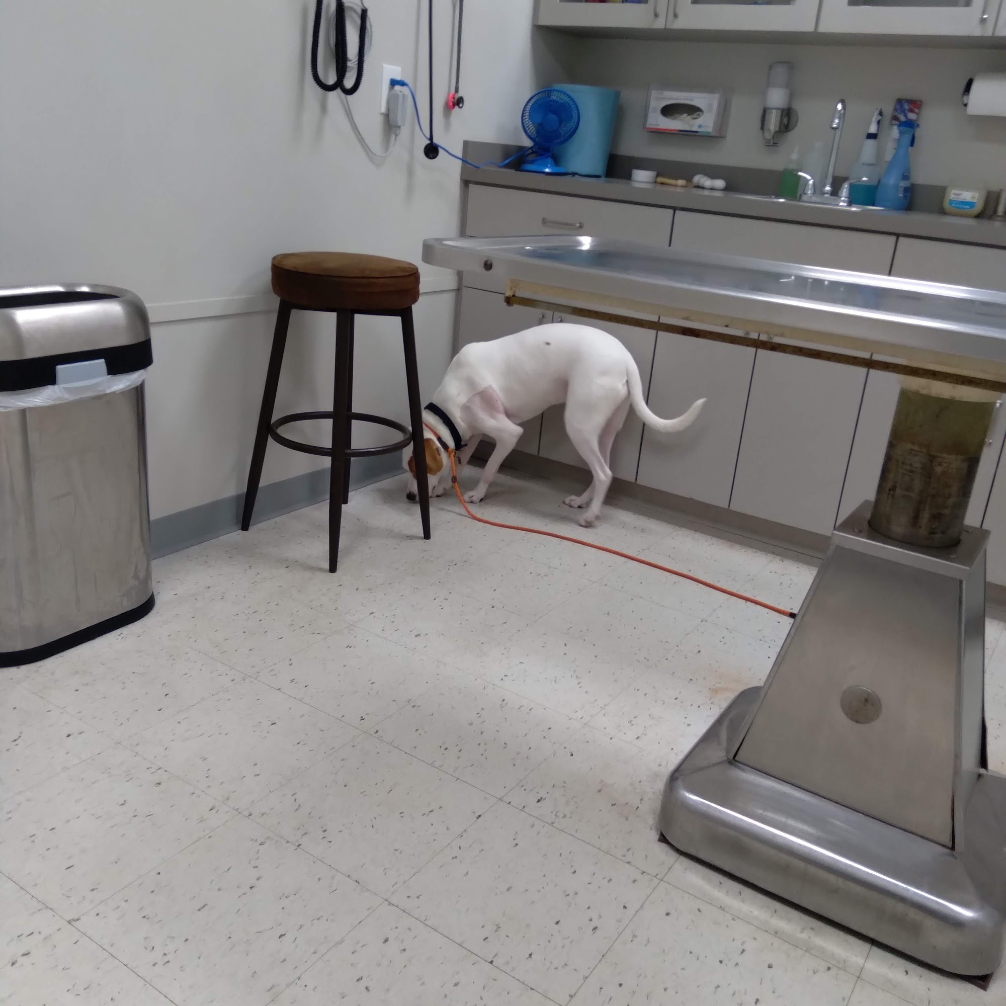 Georgetown Animal Hospital Georgetown