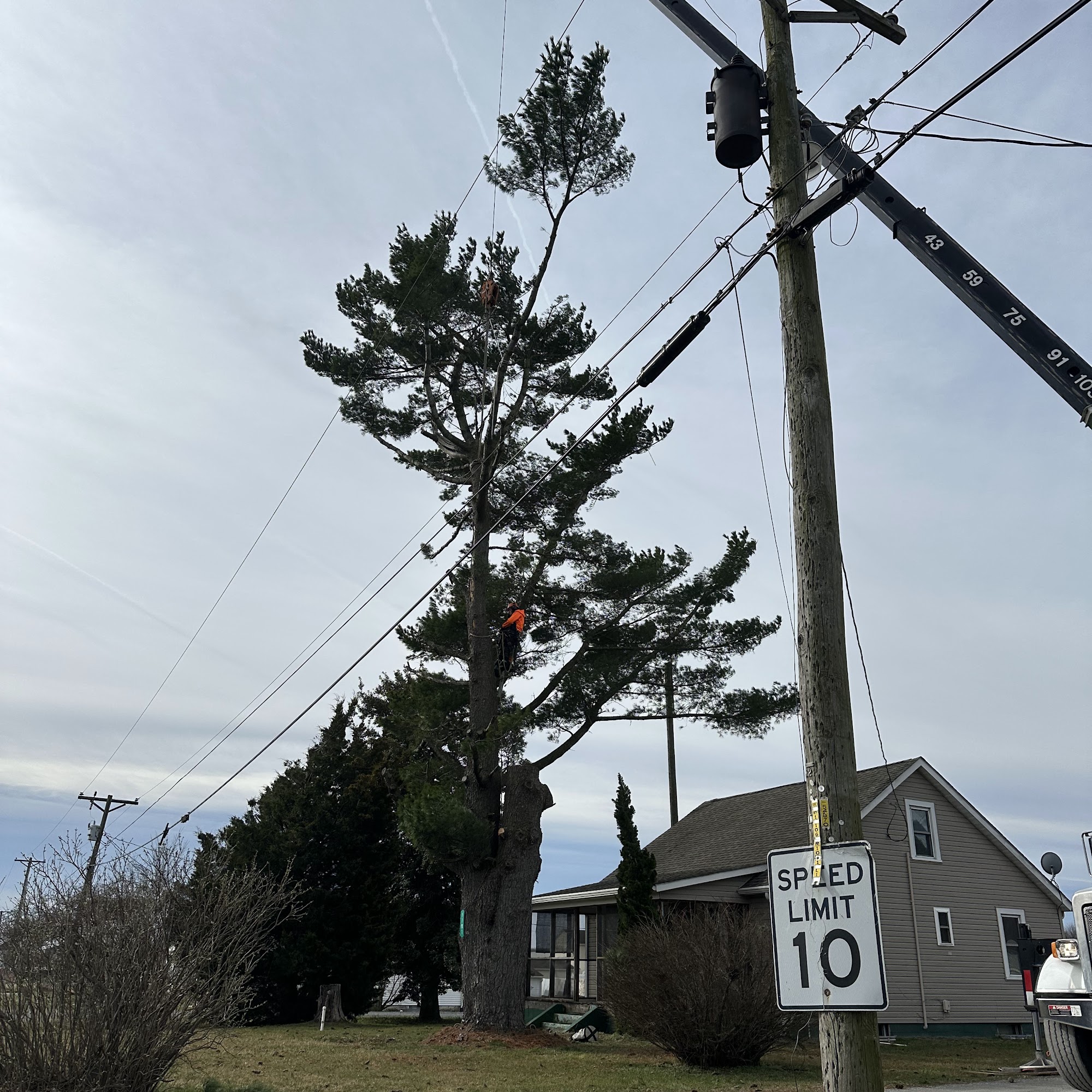 Sussex Tree Inc