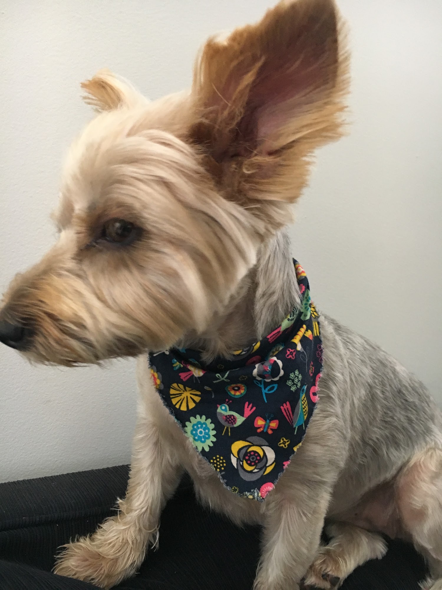 A. Little Veterinary Clinic Harrington