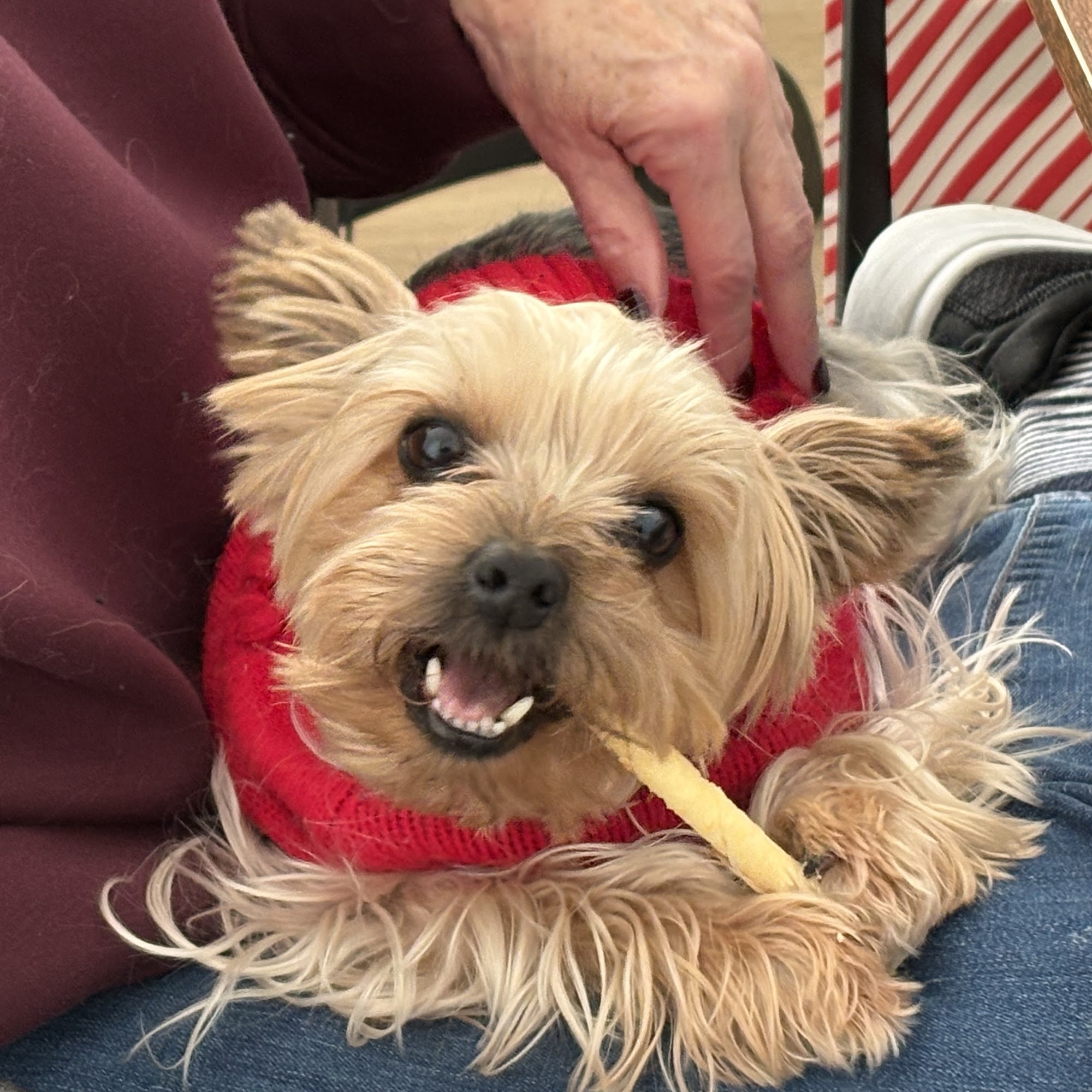 Savannah Animal Hospital Lewes