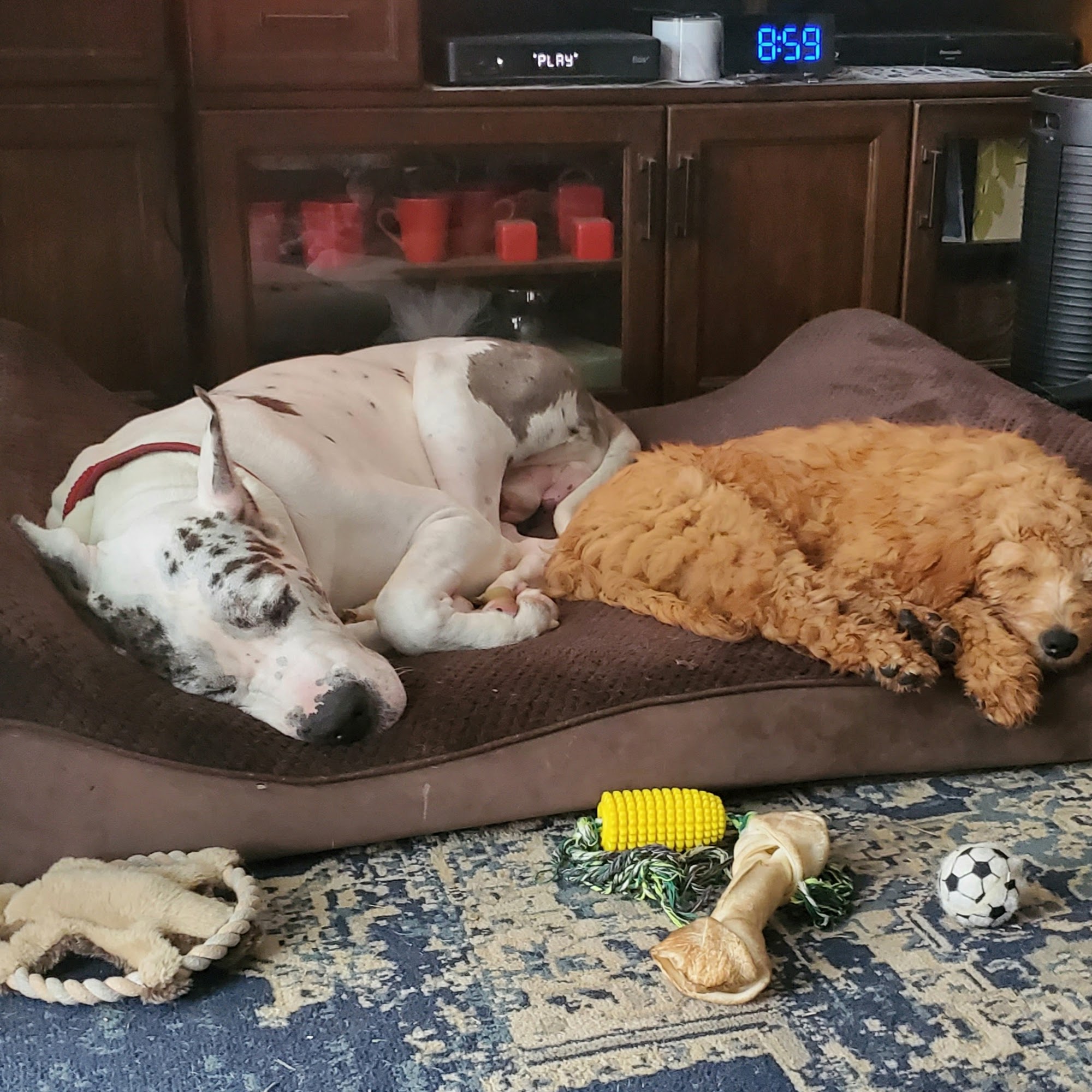 Beste David DVM Middletown