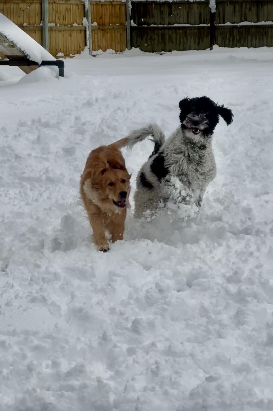 Riedel K9 Middletown