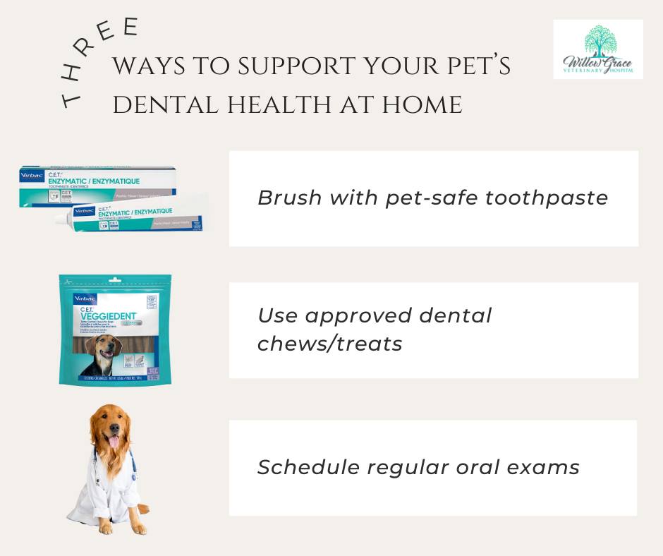 Willow Grace Veterinary Hospital Middletown