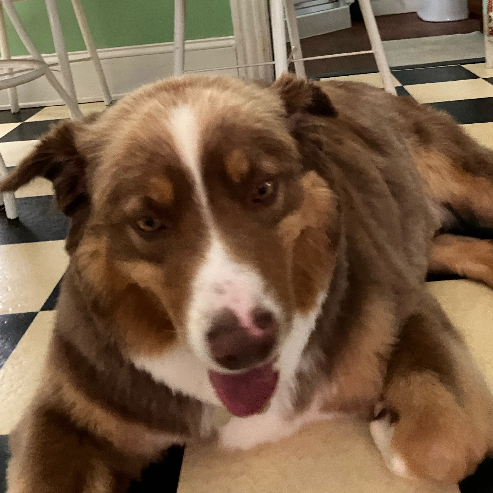 Quadsquads Tiny Paws Mobile SPA Middletown