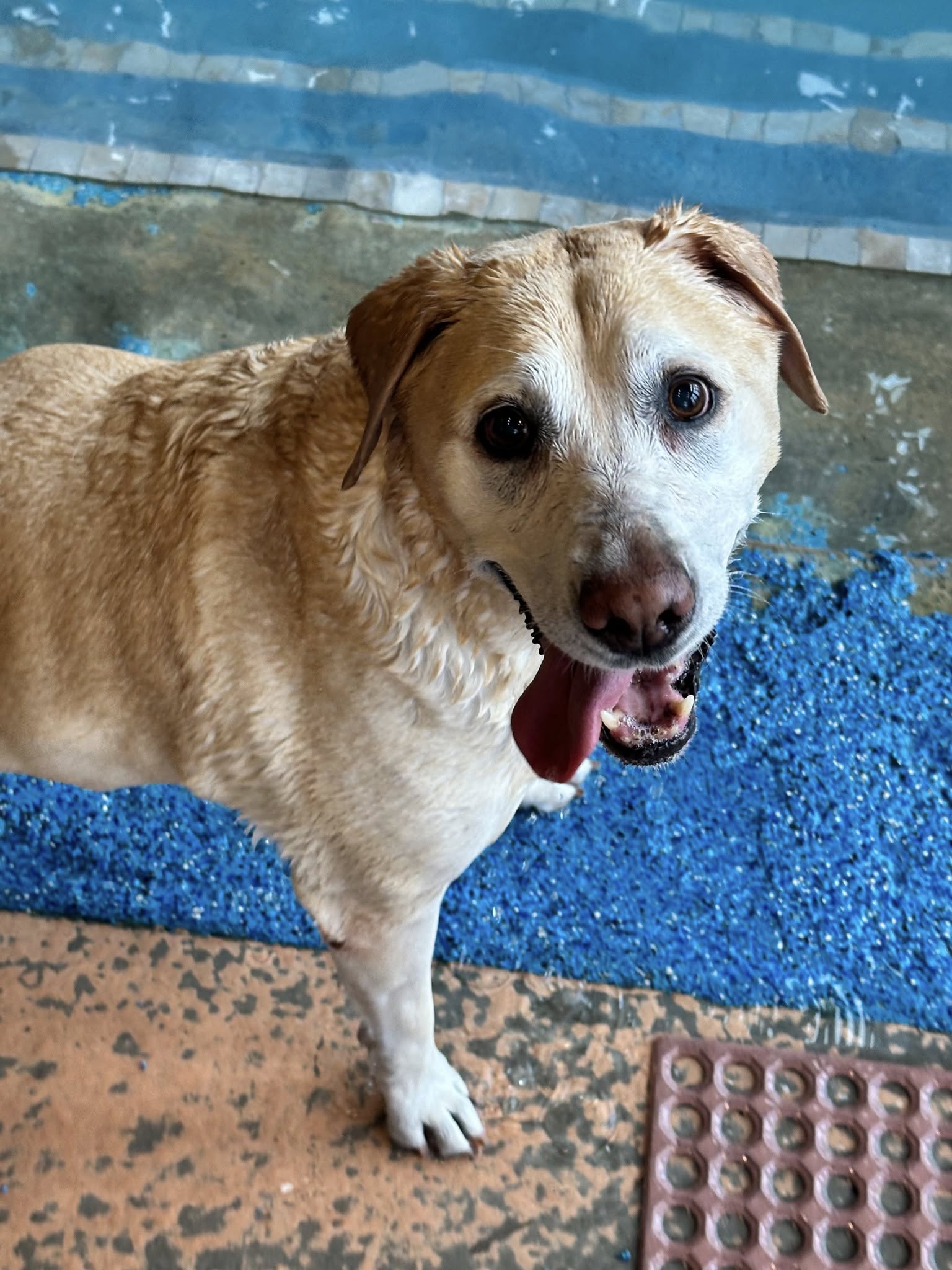 Middletown Pet Resort & Spa Middletown