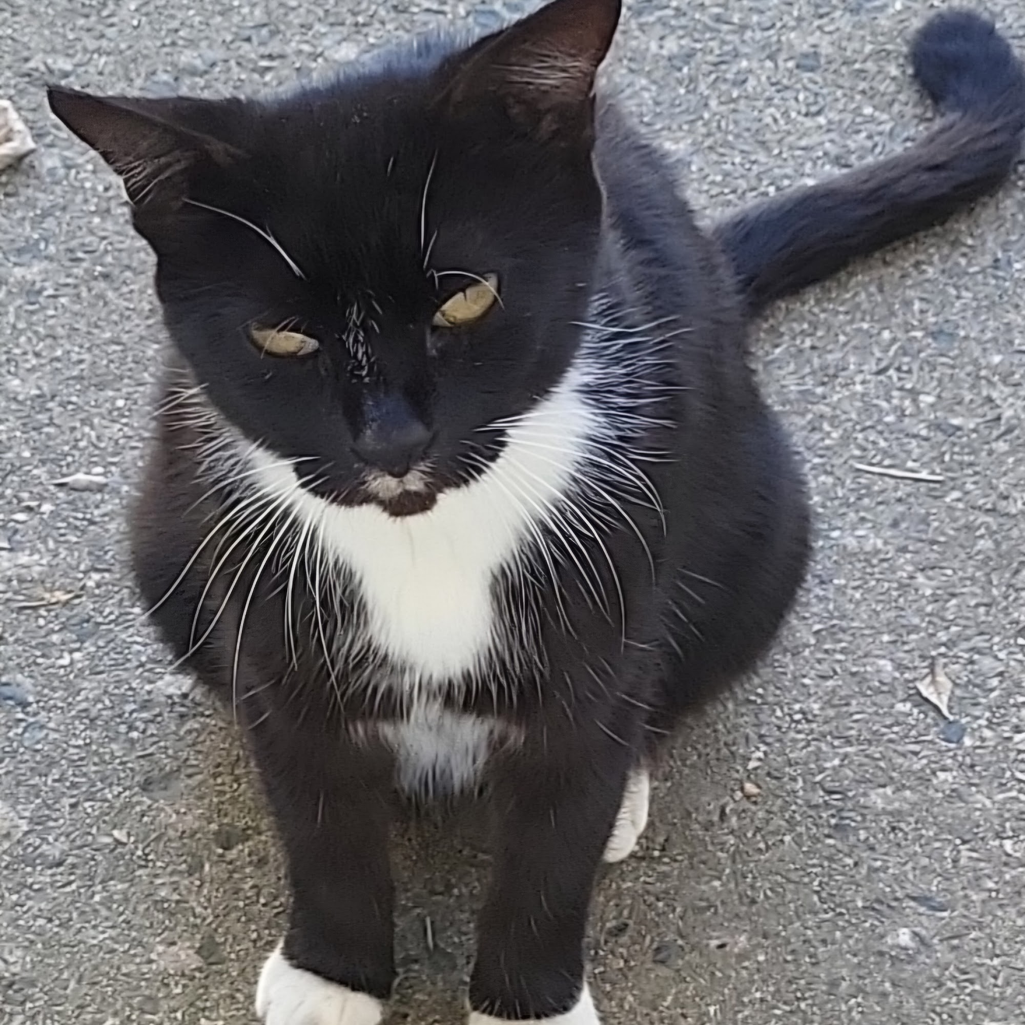 Haven Lake Animal Hospital Milford