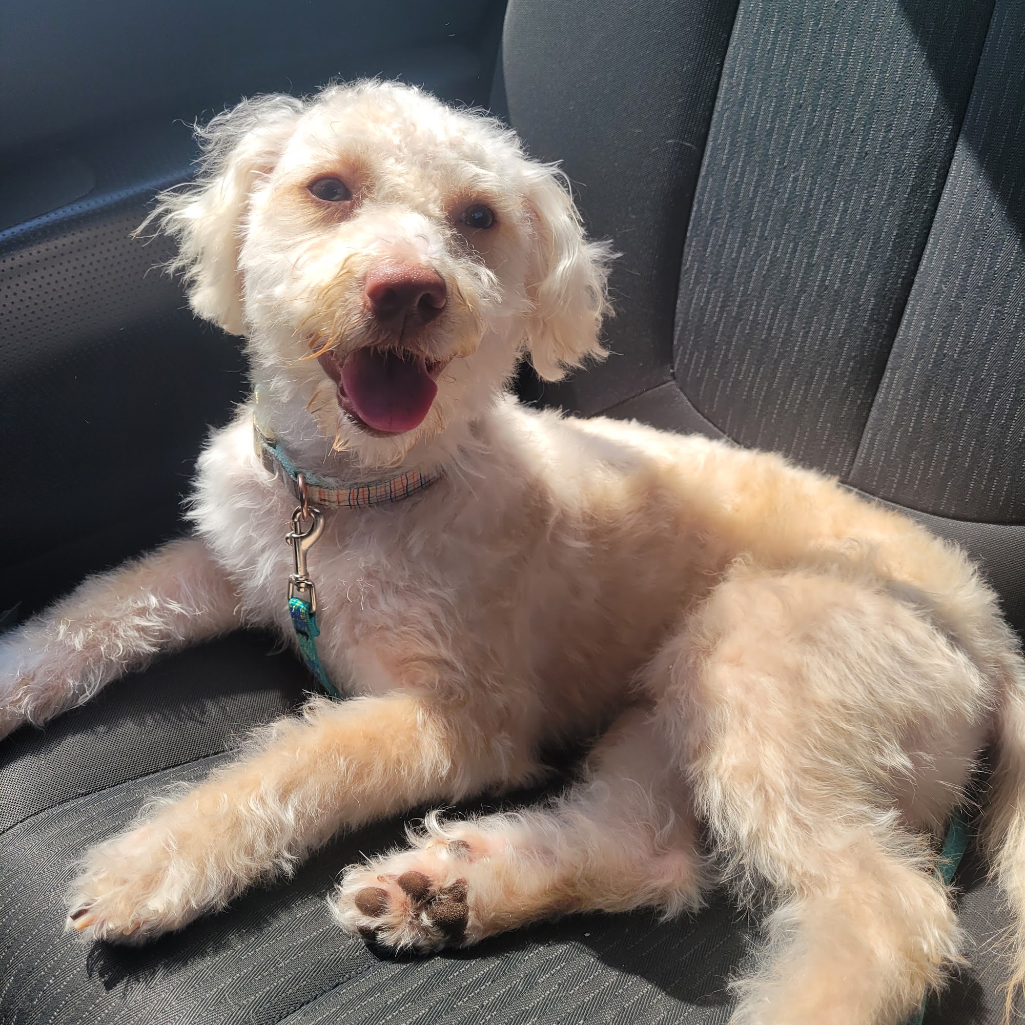 Head To Tail Grooming Milford