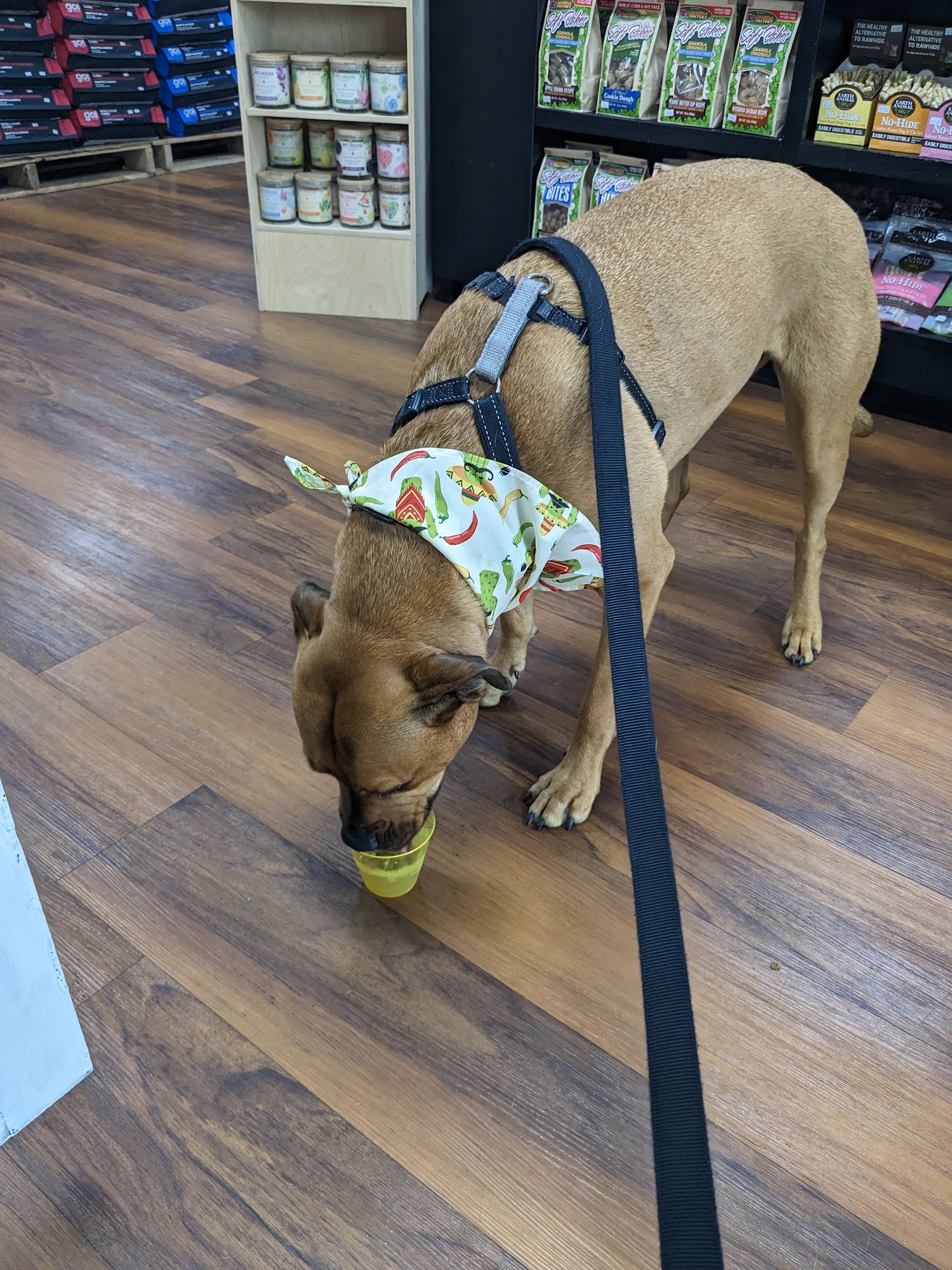 Yarn and Bone Pet Supply Milford