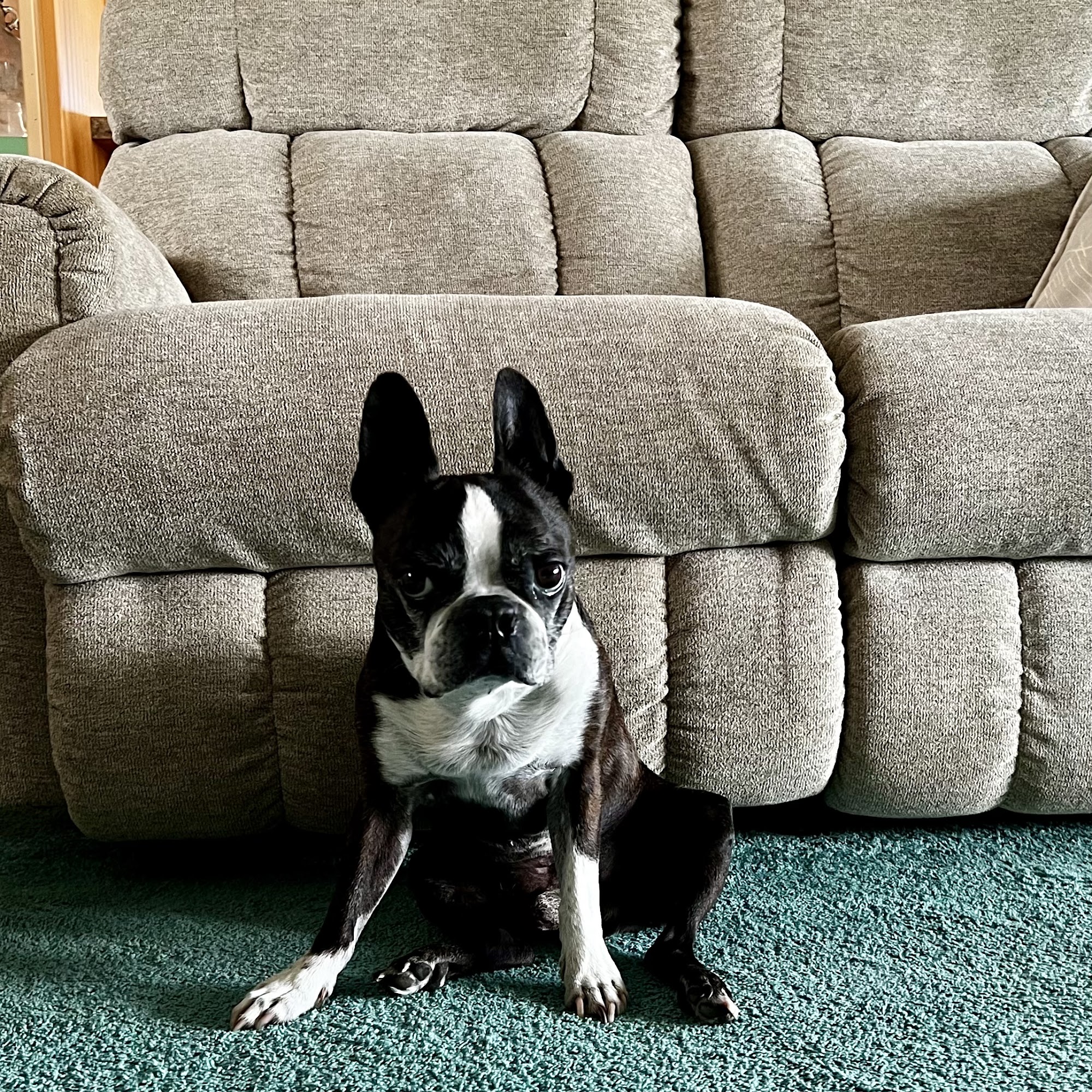 Millsboro Animal Hospital Millsboro