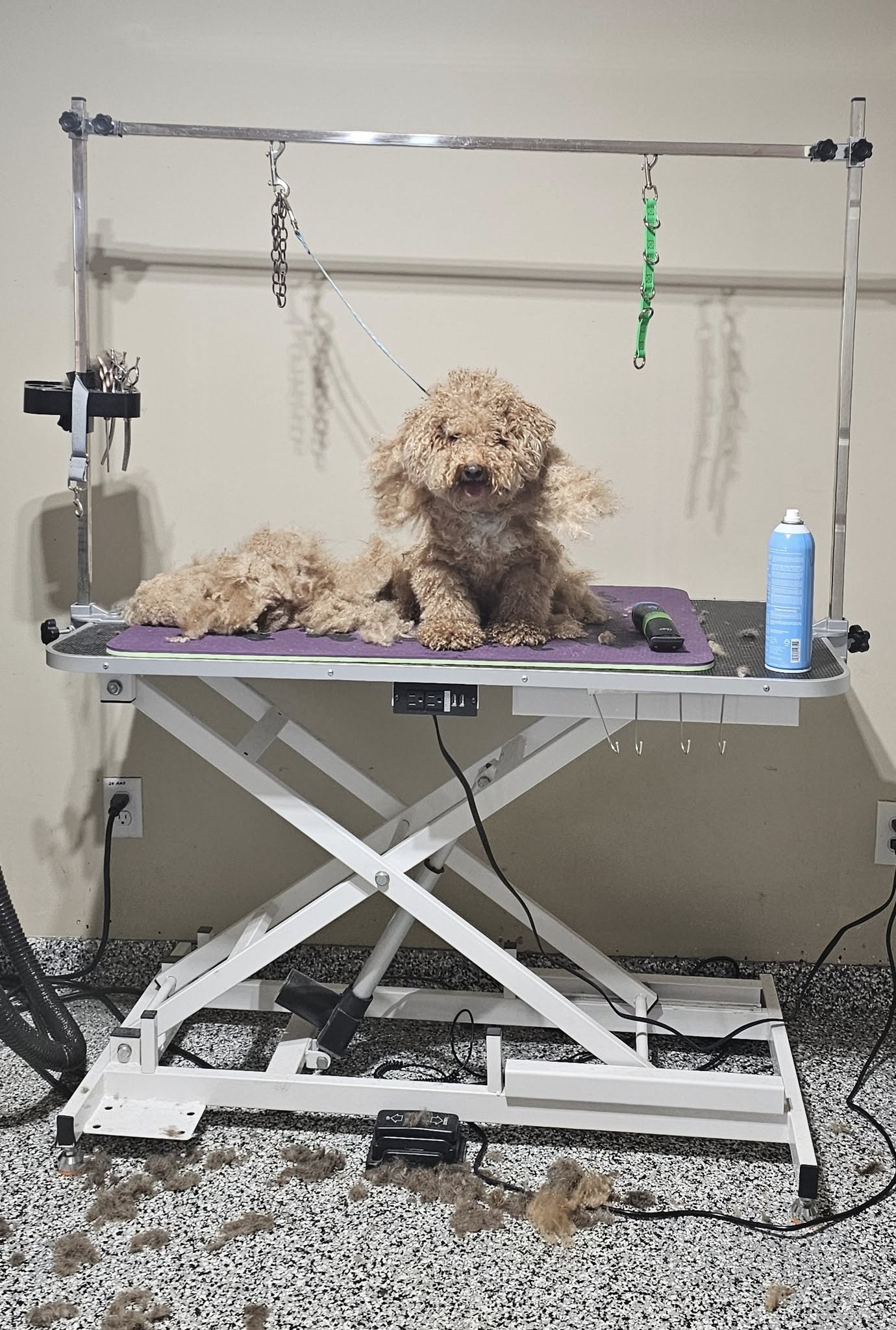 A Comfy Pet Grooming Salon Millsboro