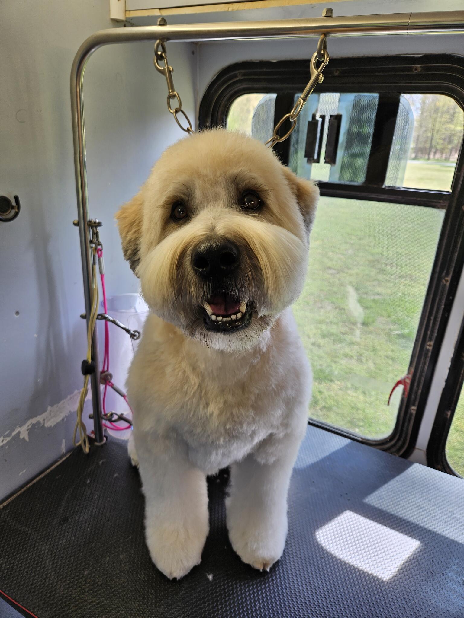 My Doggy's Mobile Pet Grooming Millsboro