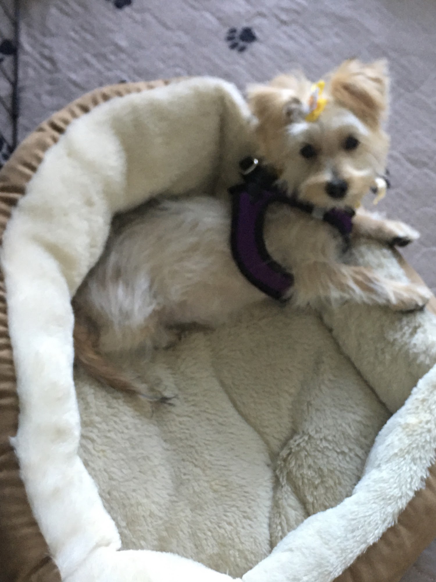 Wuf and Miao Millsboro