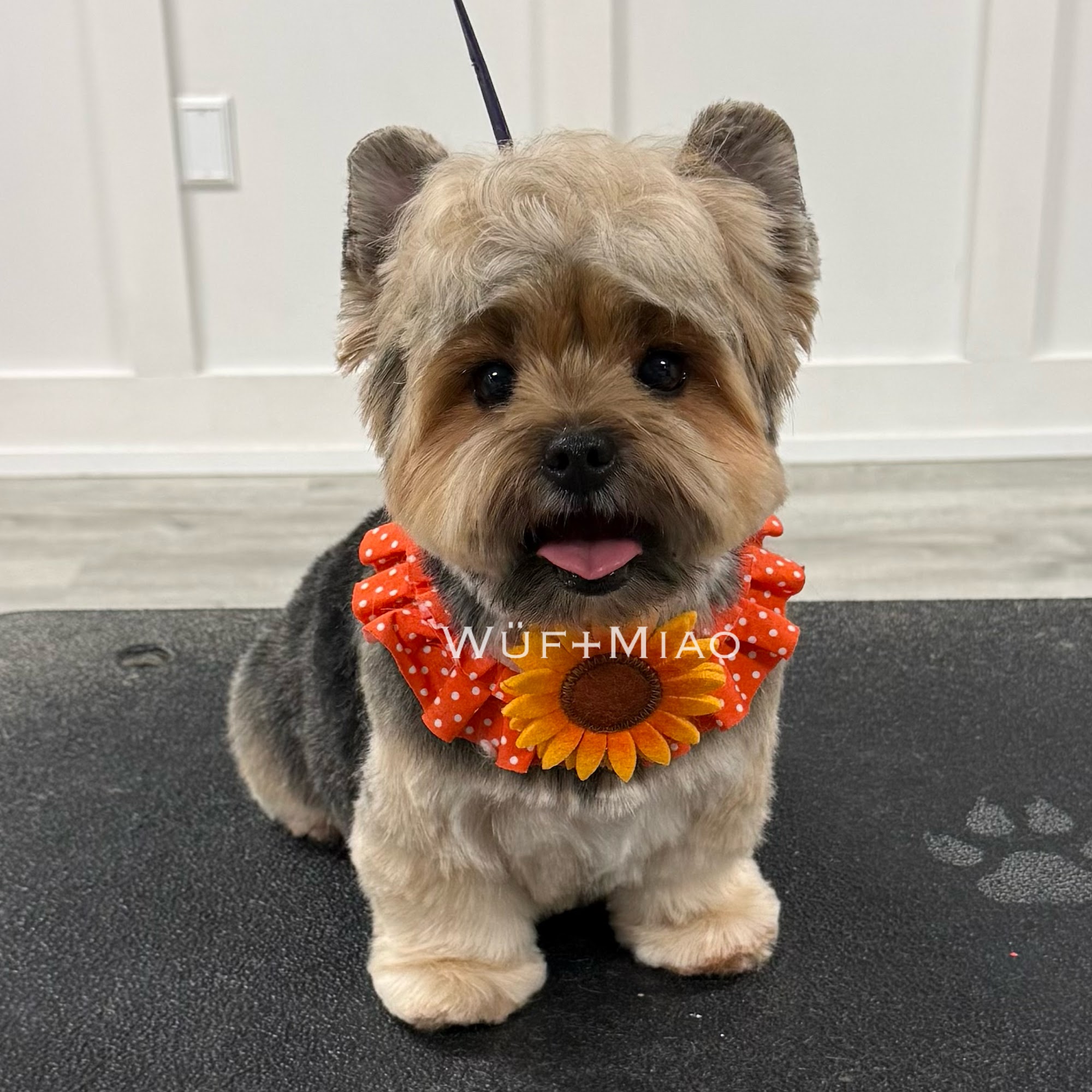 Wuf and Miao Millsboro