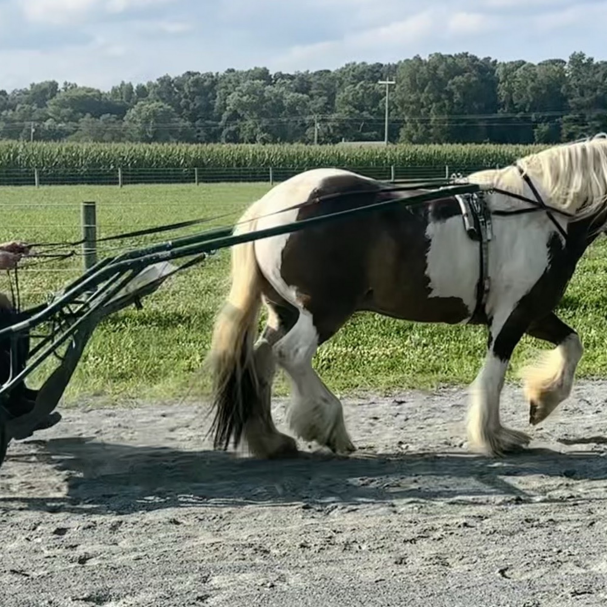 Cokesbury Veterinary Services (Equine Only) Milton