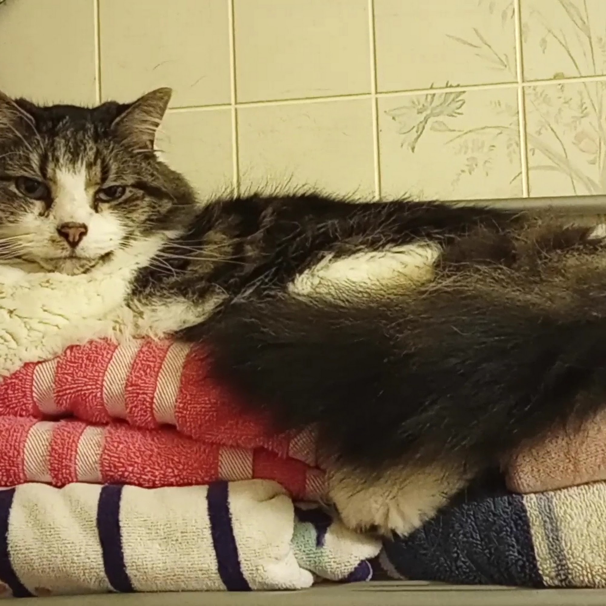 Faithful Friends Animal Society New Castle