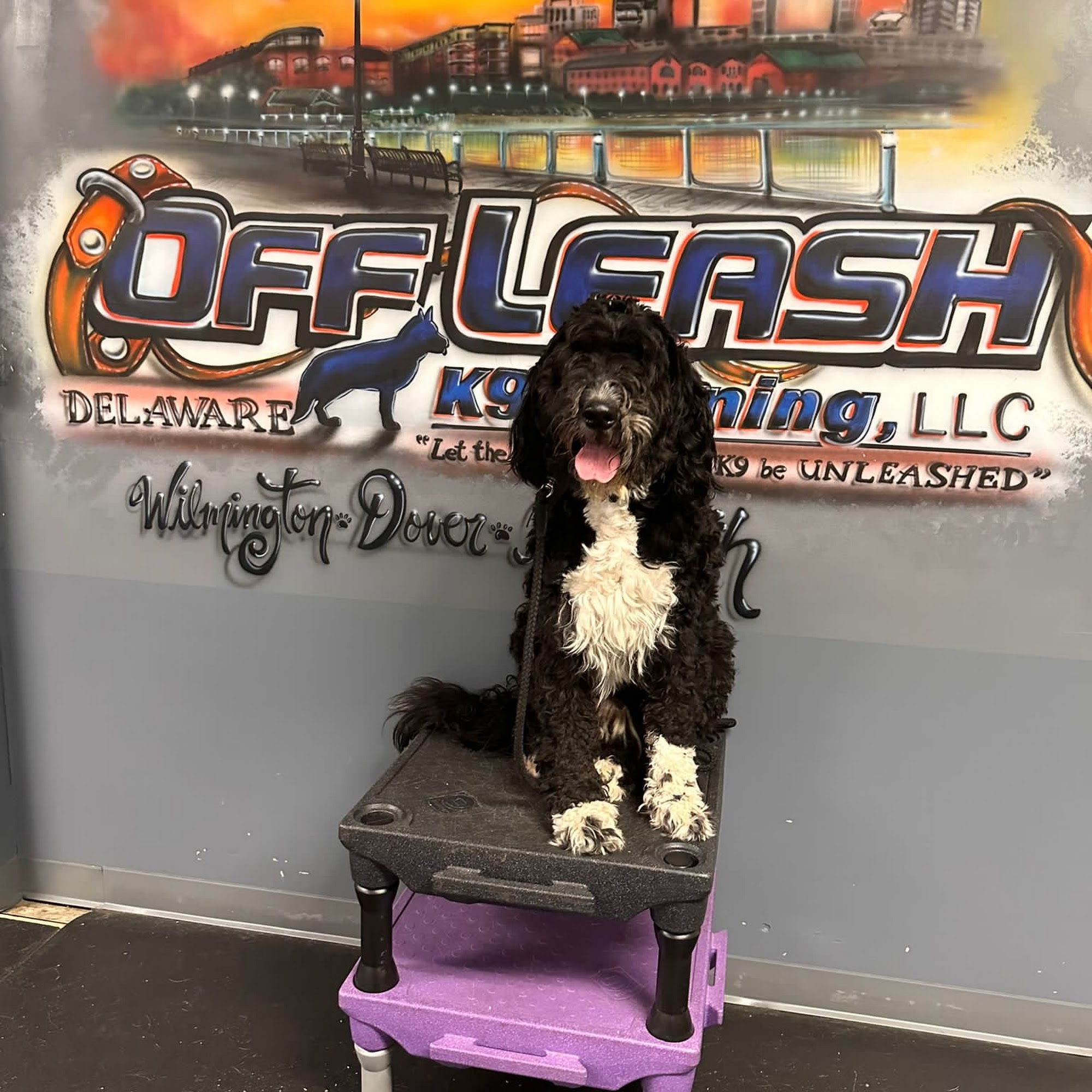 Off Leash K9 Training Delaware New Castle