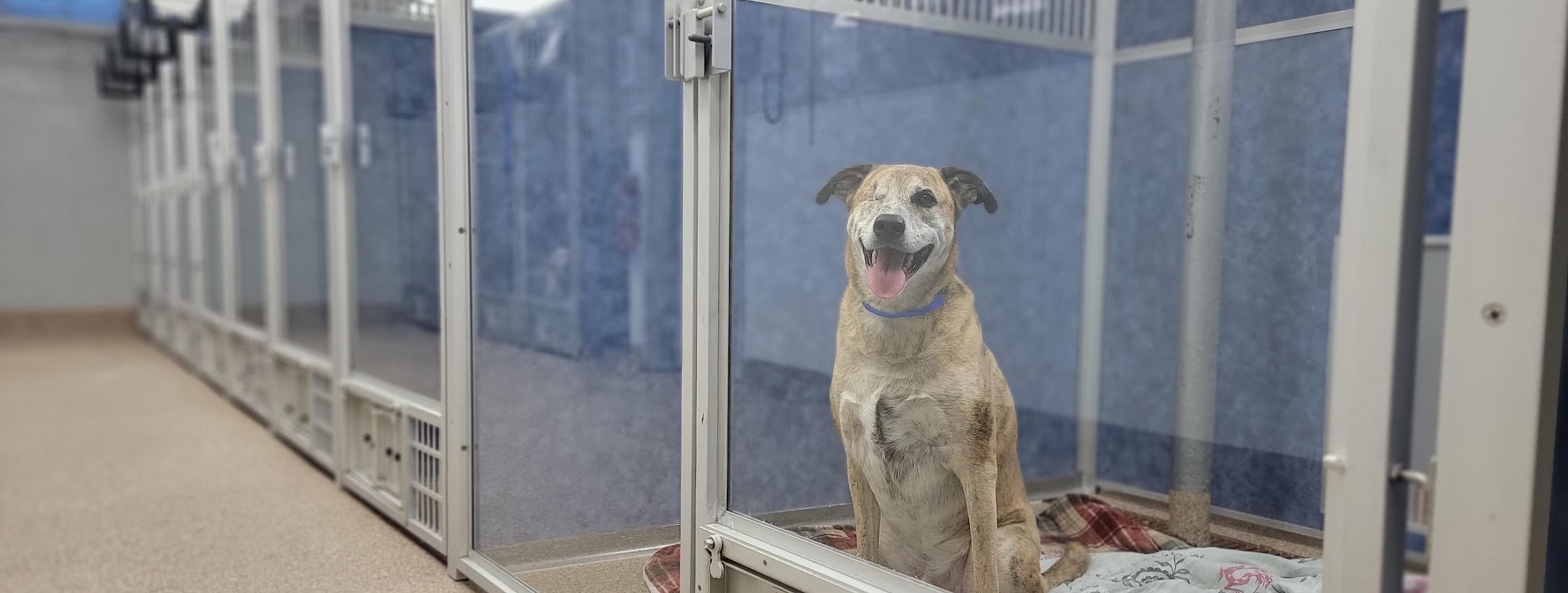 VCA Kirkwood Animal Hospital Newark