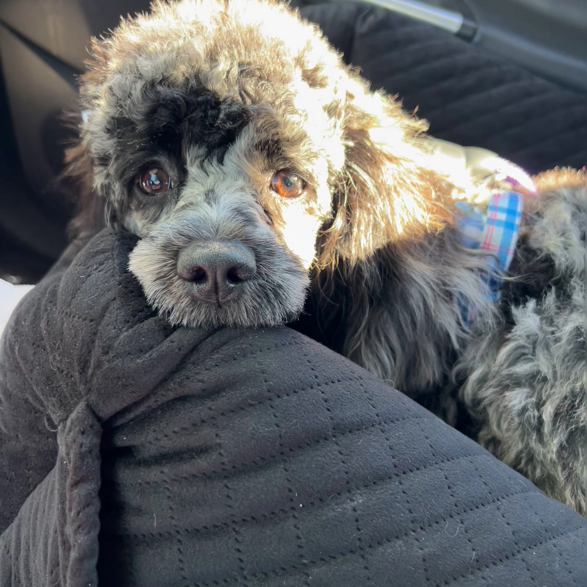 White Clay Creek Veterinary Hospital Newark