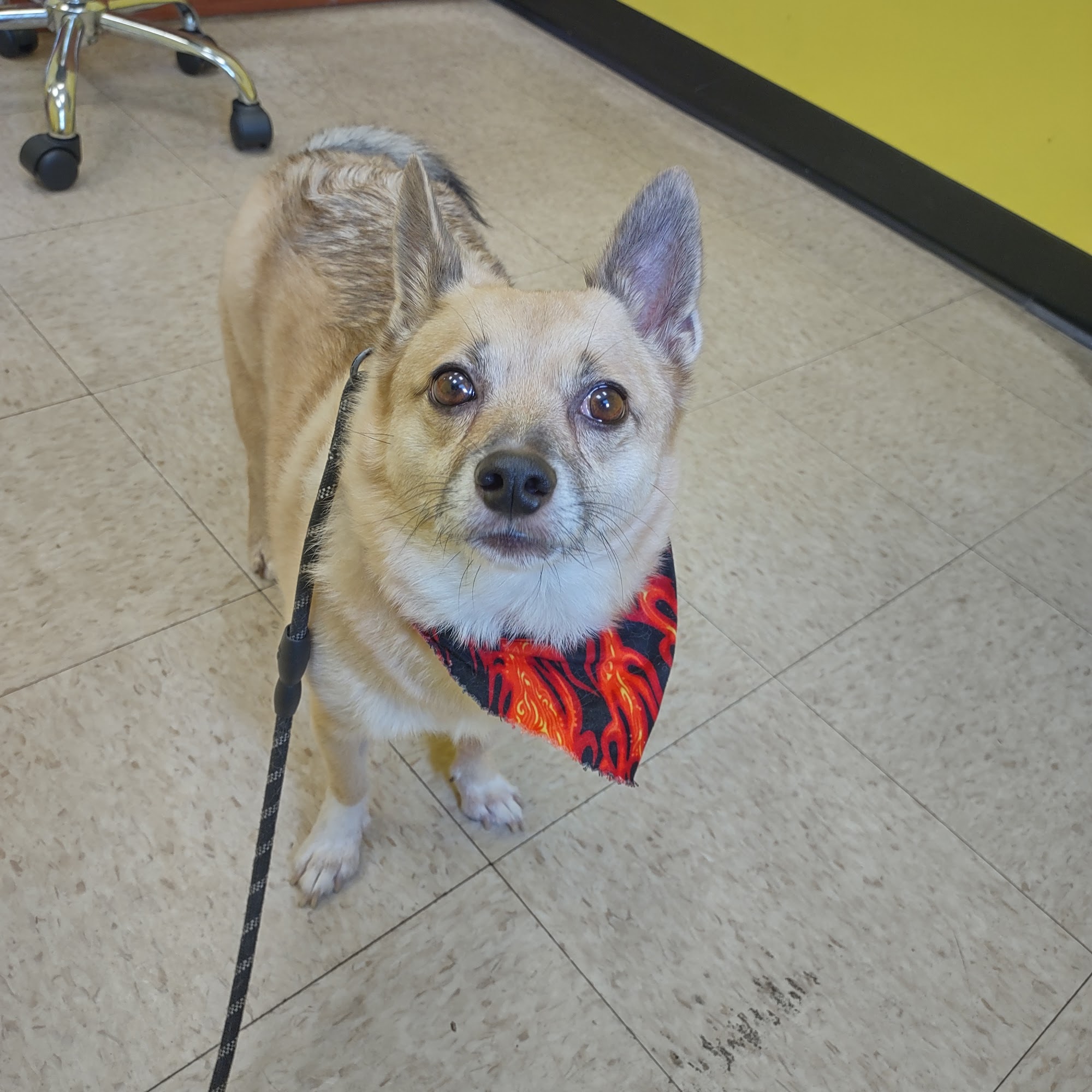 Loving Touch Animal Clinic Newark