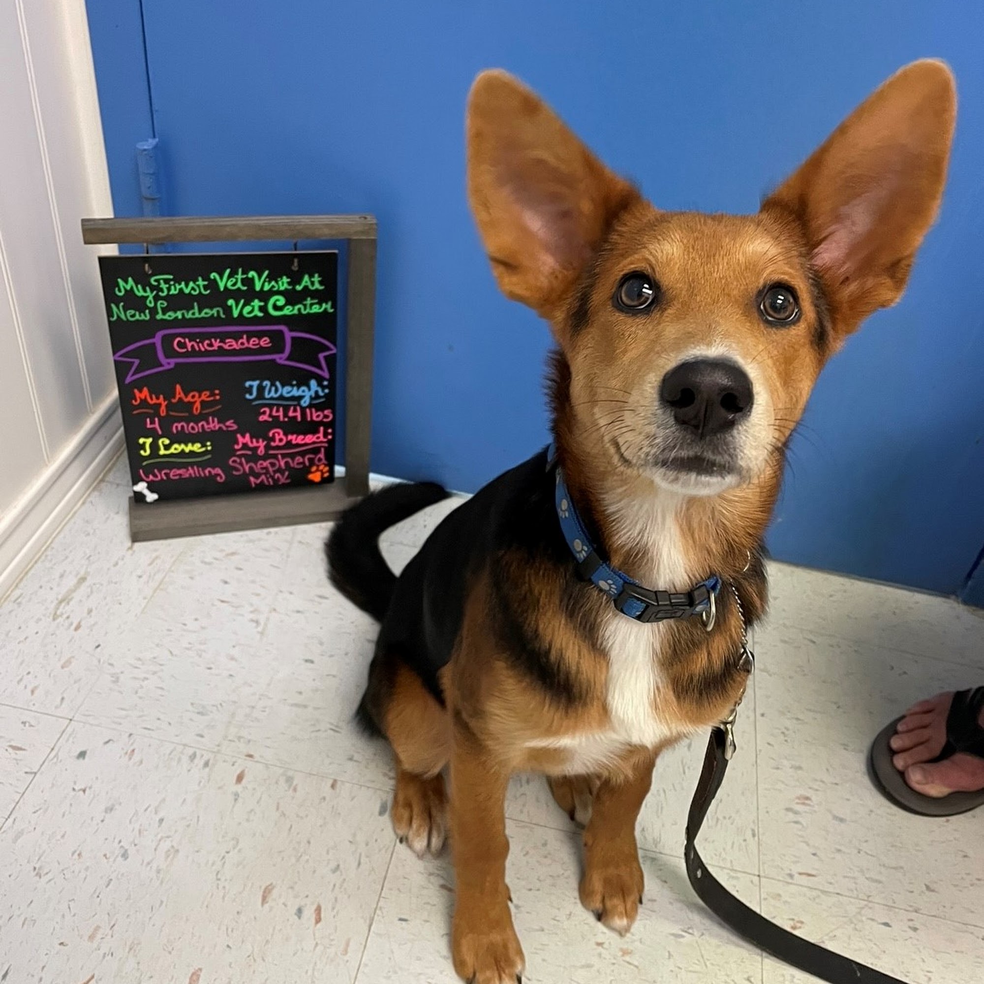 New London Veterinary Center Newark