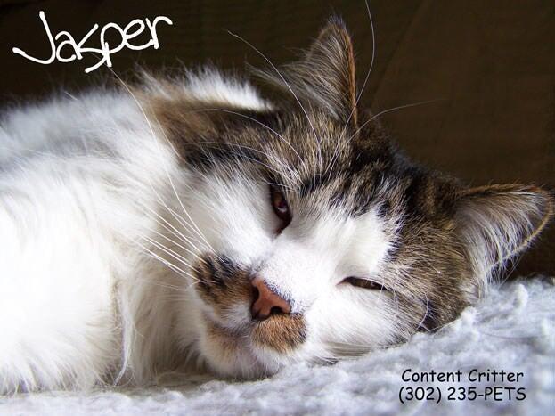 Content Critter Newark