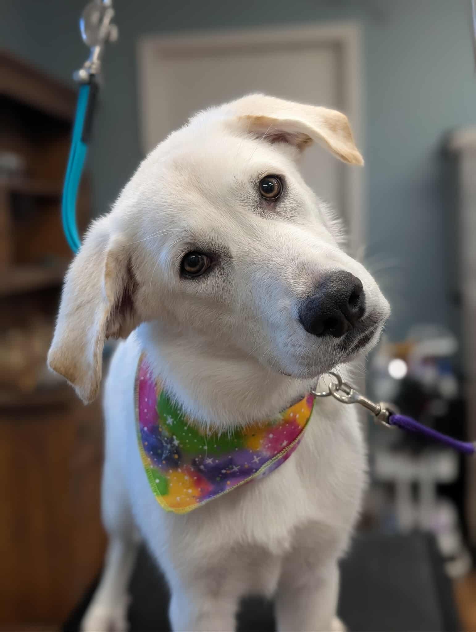 Bellawood Kennels Newark