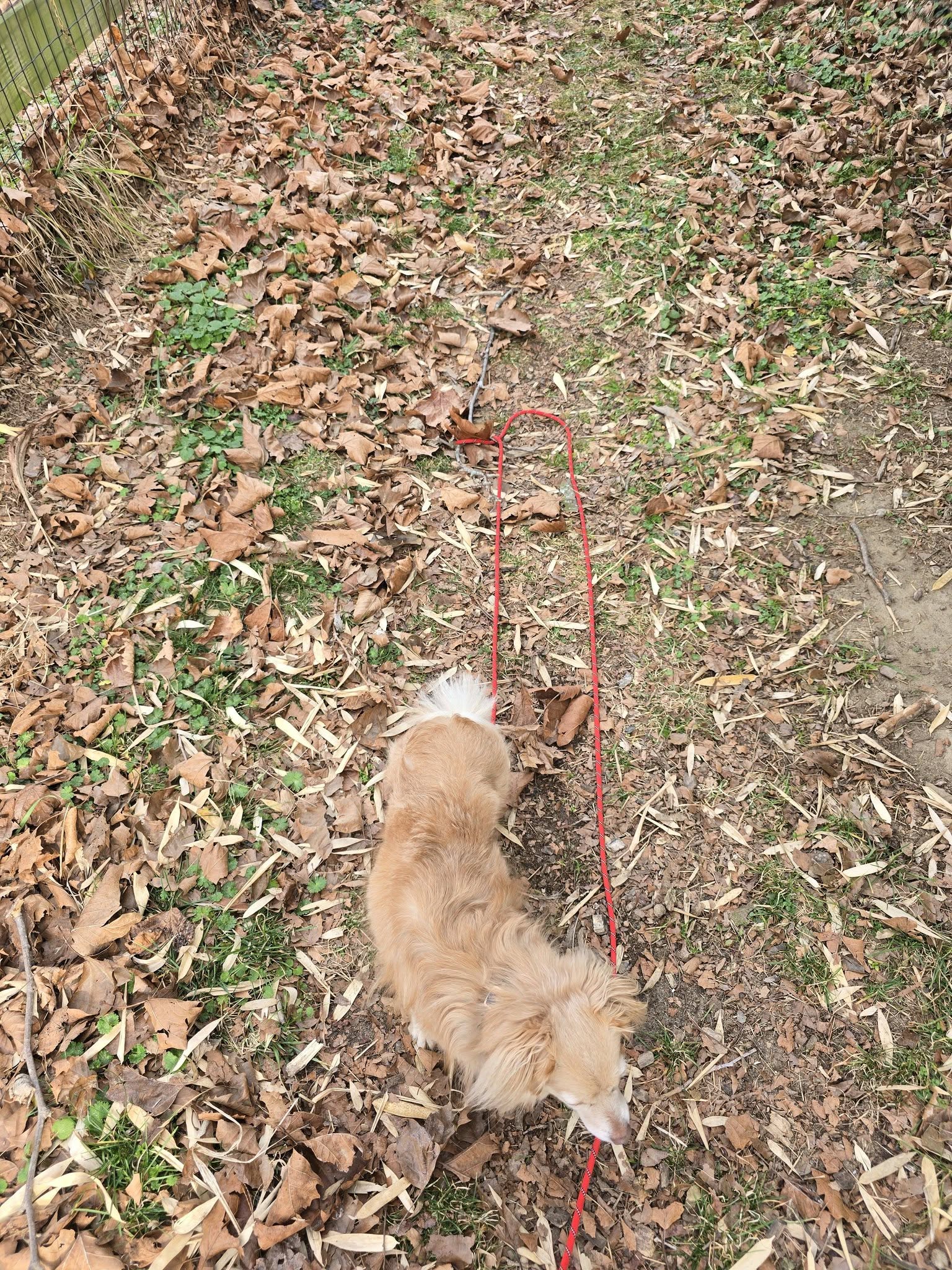 Bellawood Kennels Newark