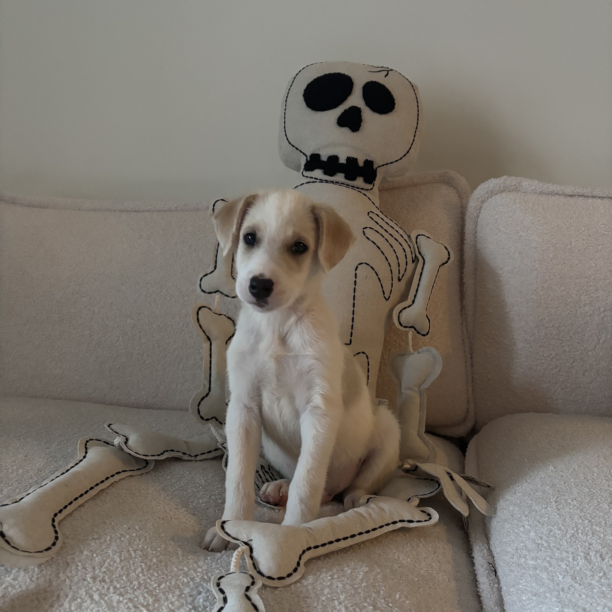 Fur-Ever Paws Dog Rescue Newark