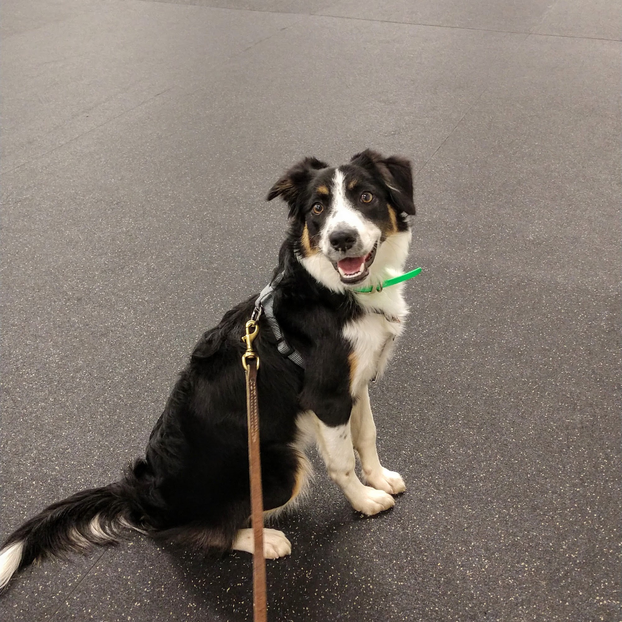 Wilmington Kennel Club Inc Newark