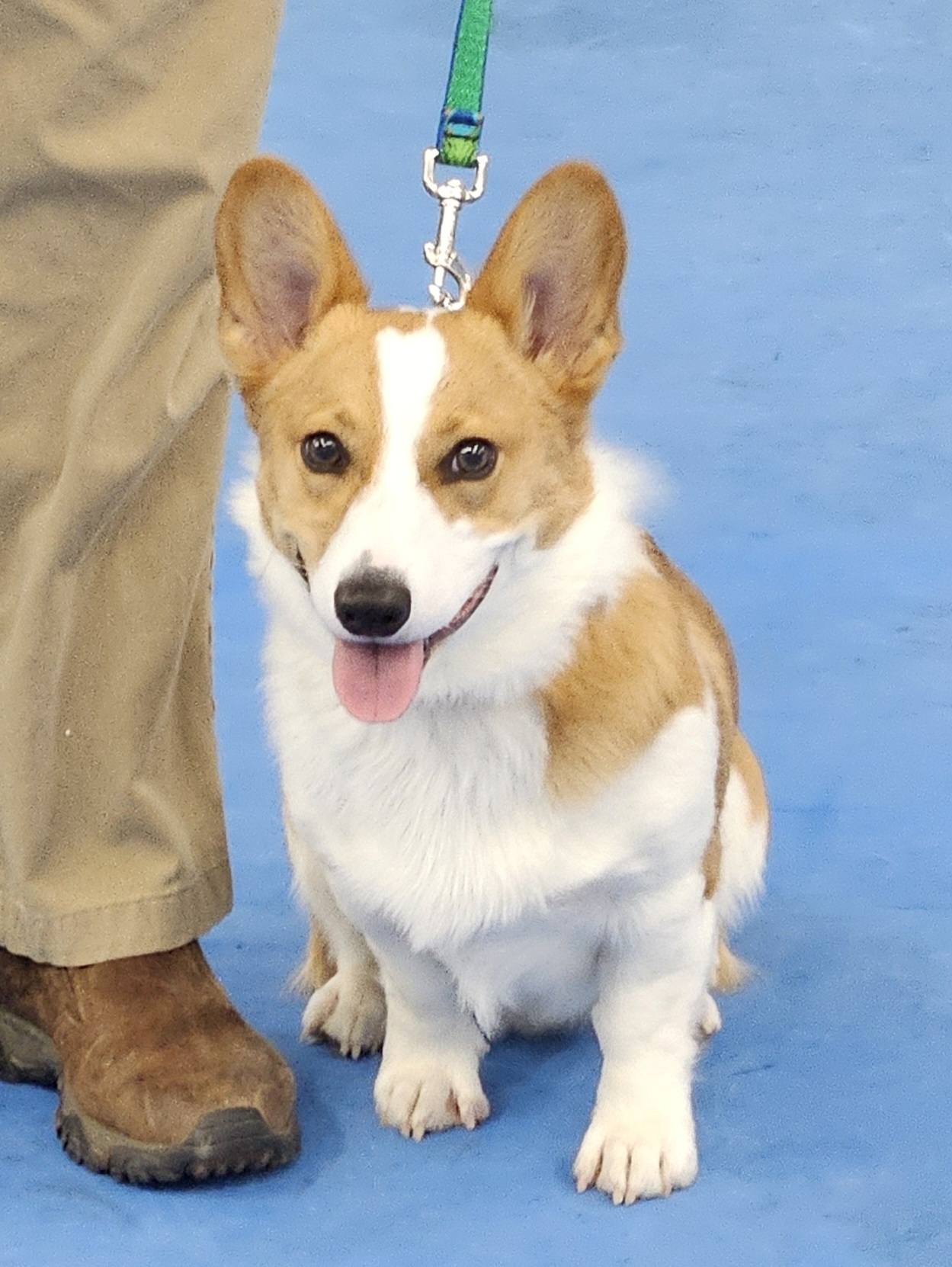 Wilmington Kennel Club Inc Newark