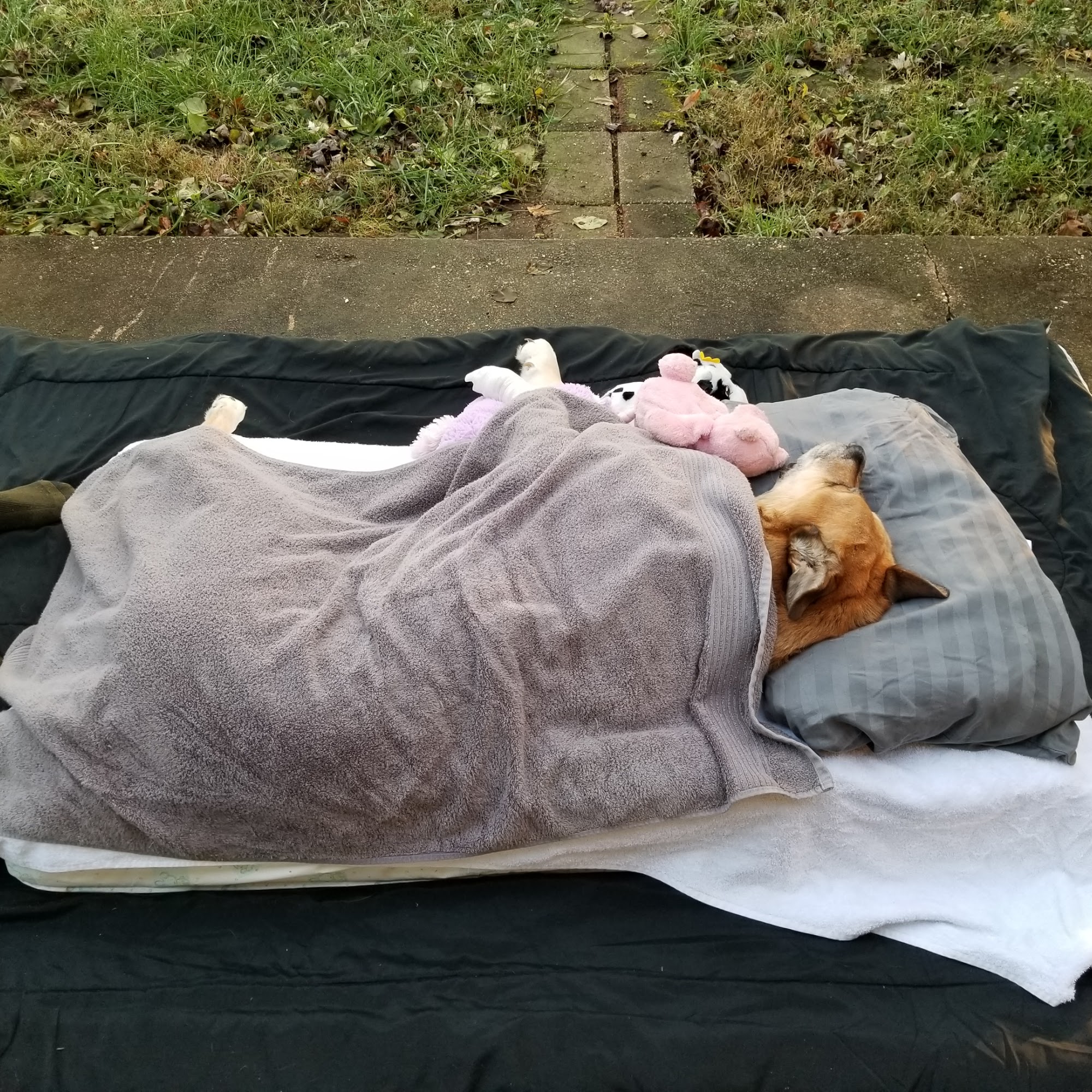 House Call Pet Doctor Newark