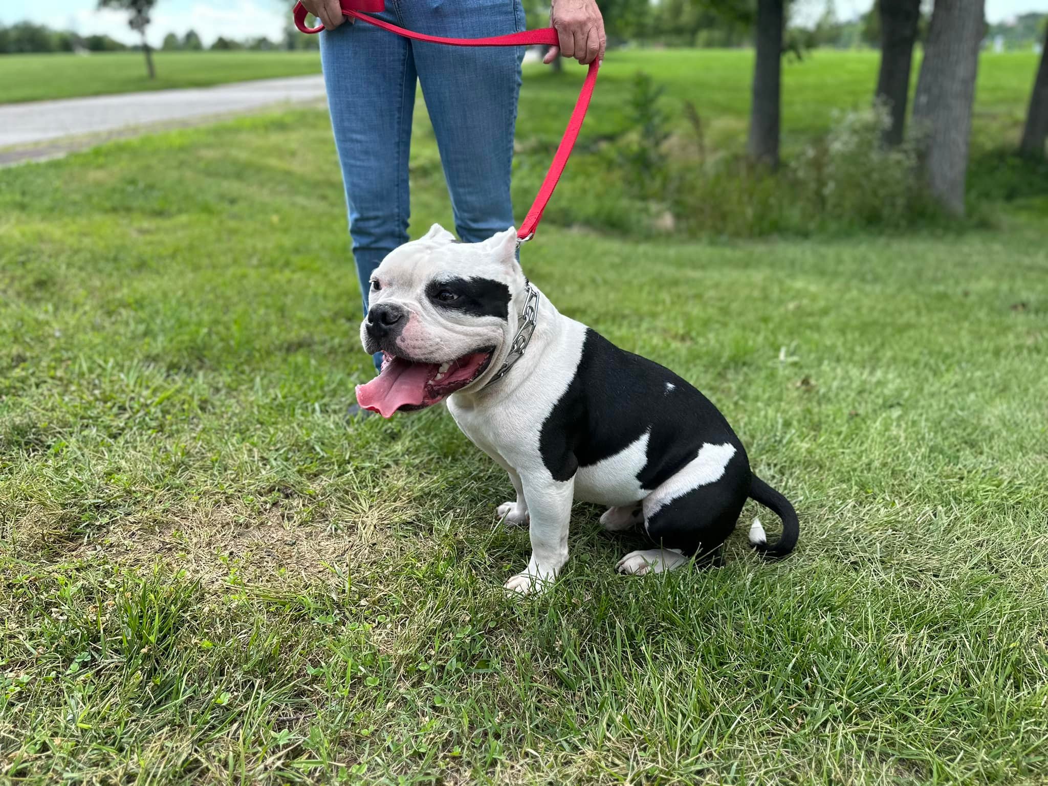 The Canine Specialist Newark