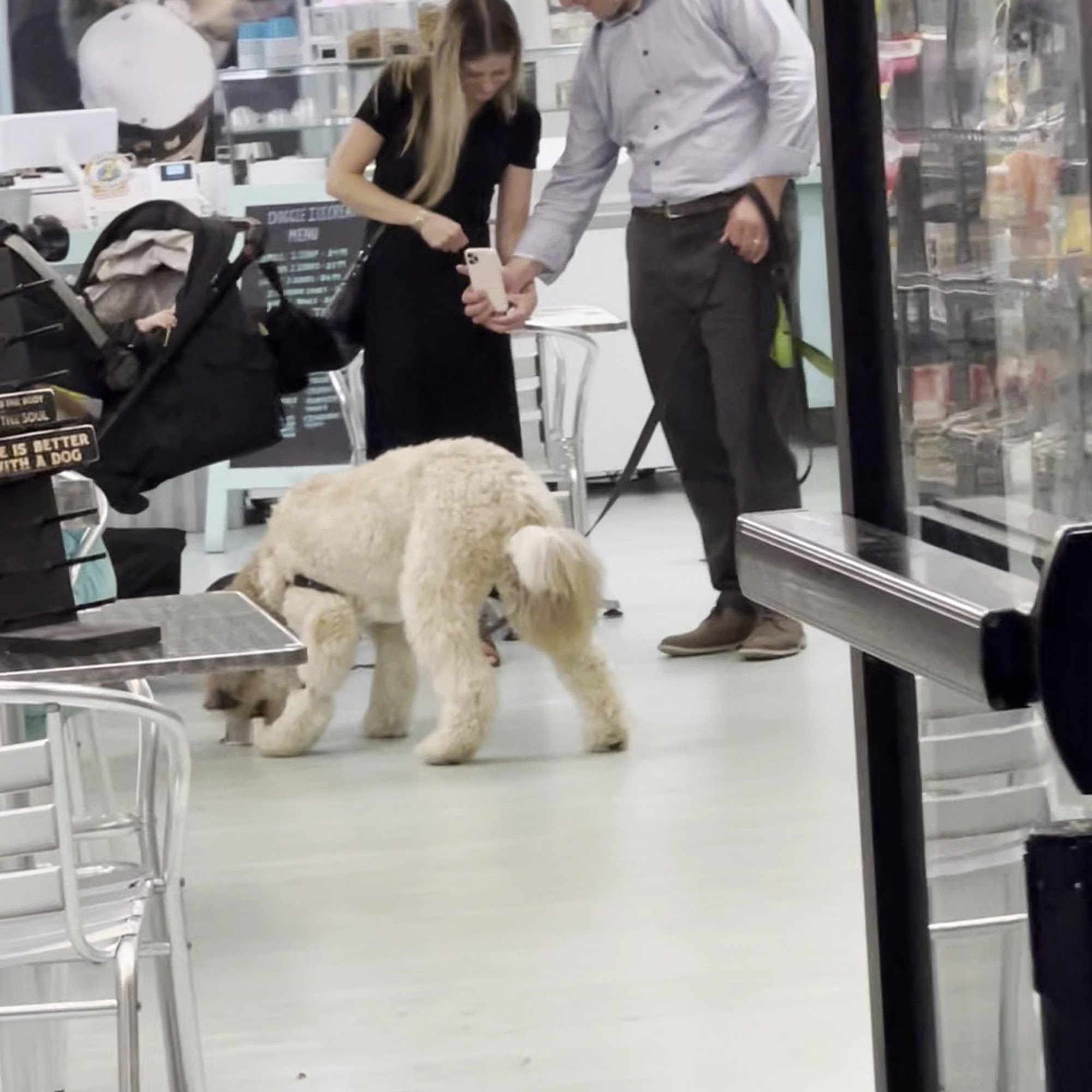 Salty Paws Doggy Ice Cream Bar And Bakery Rehoboth Beach