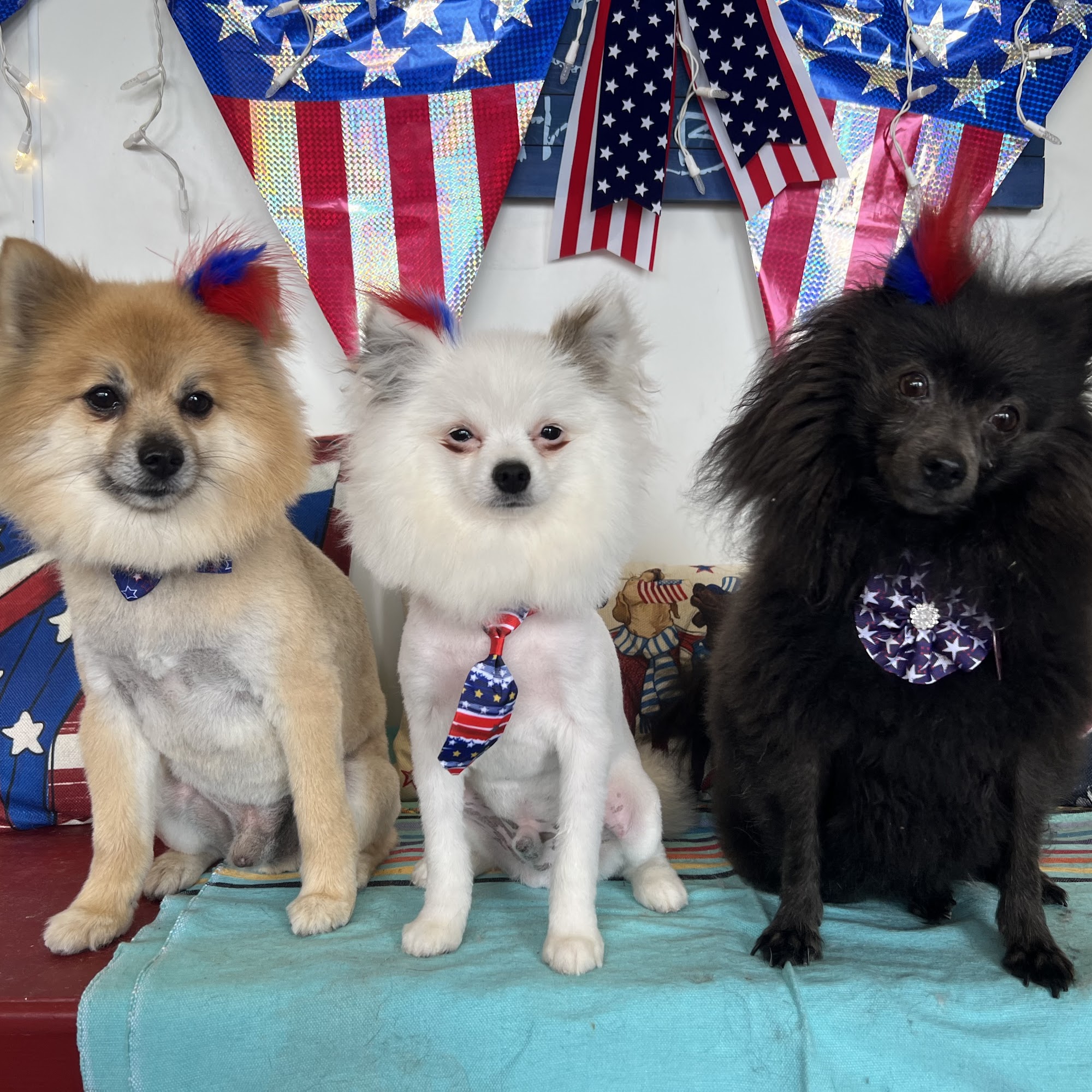 Salty Dog Grooming Salon Rehoboth Beach