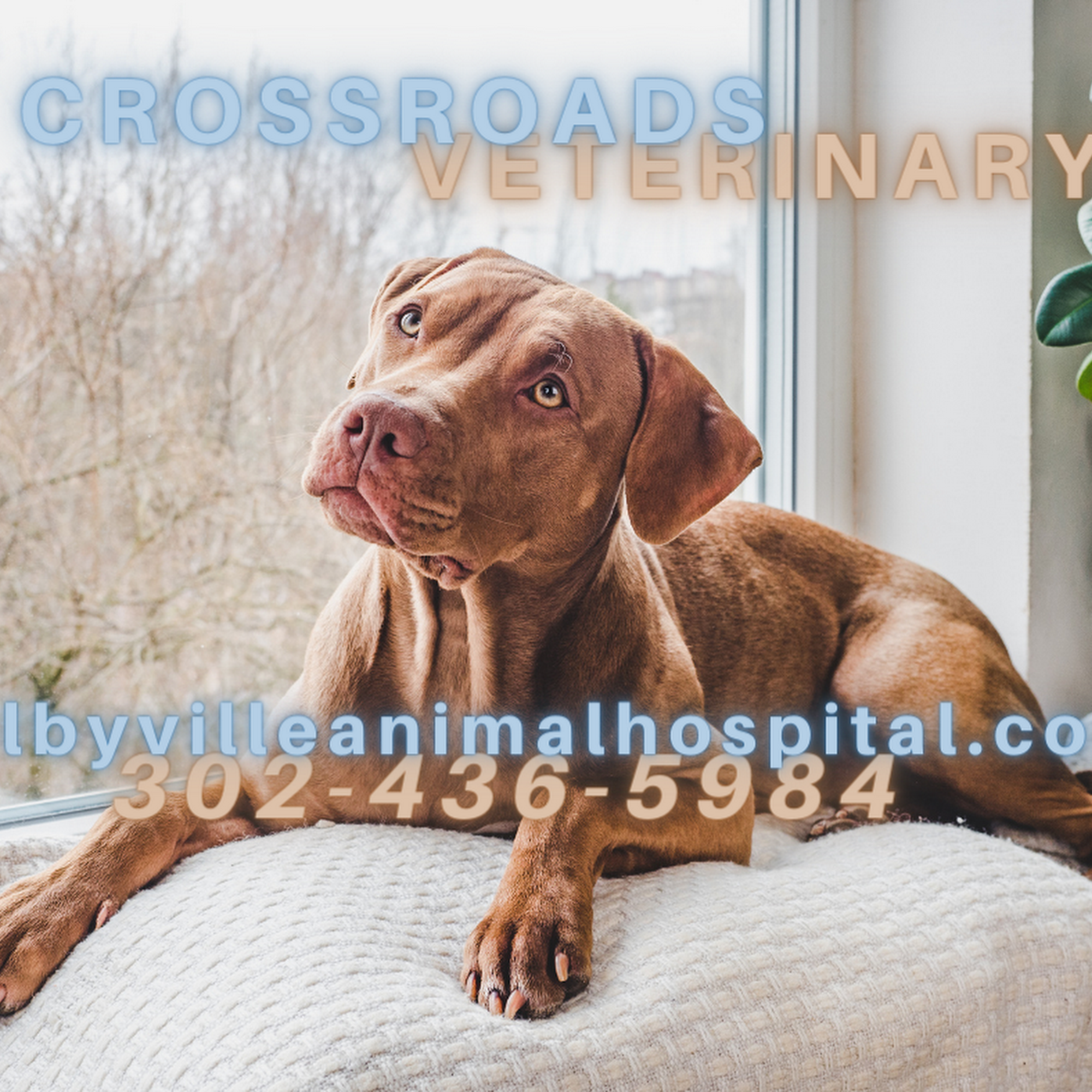 Crossroads Veterinary Clinic/Selbyville Animal Hospital Selbyville