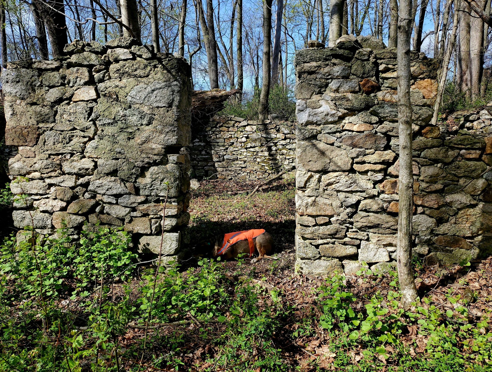 Franczek Ruthie DVM Smyrna